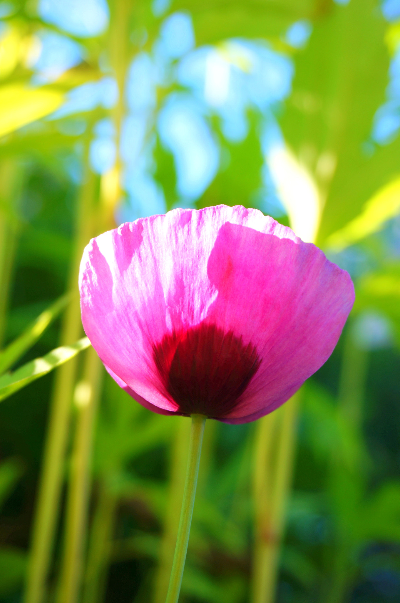 Sony Alpha NEX-5R + Sony E 18-50mm F4-5.6 sample photo. Pink poppy photography