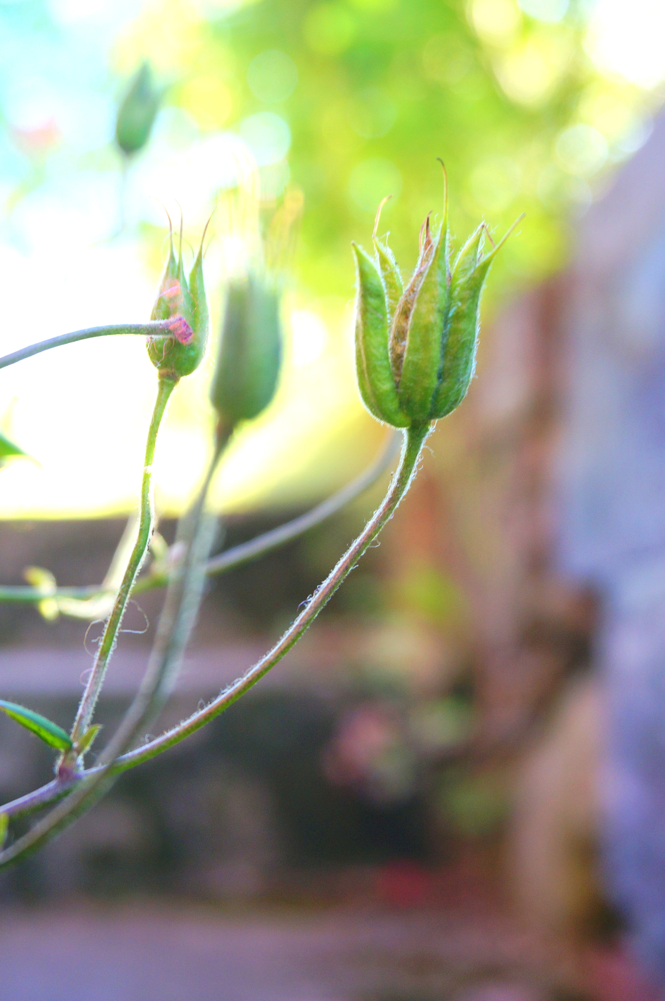 Sony E 16-50mm F3.5-5.6 PZ OSS sample photo. Withered beauty photography