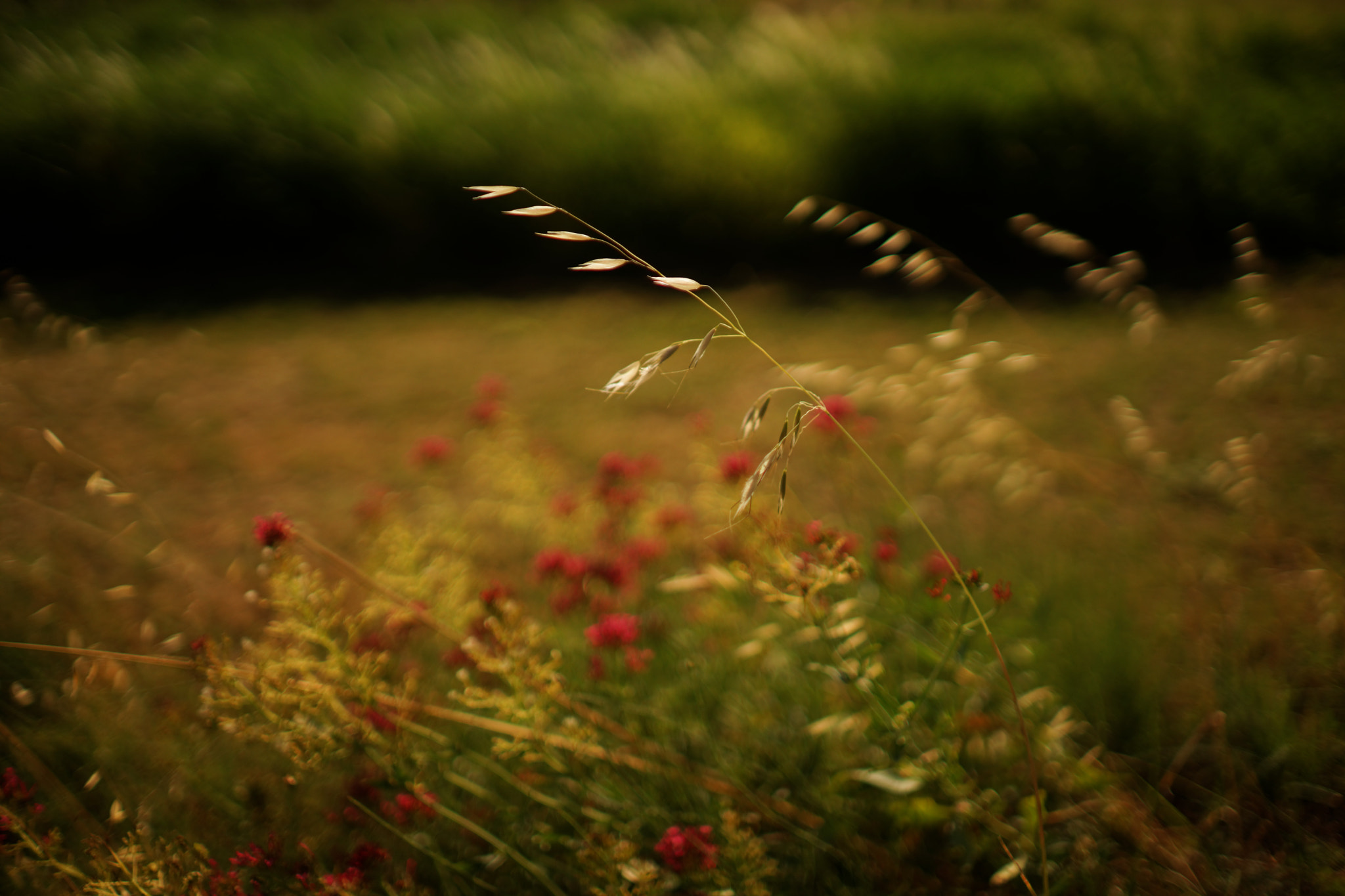 Sony a99 II + Sony 35mm F1.4 G sample photo. Mistral, provence, france, 2016 photography