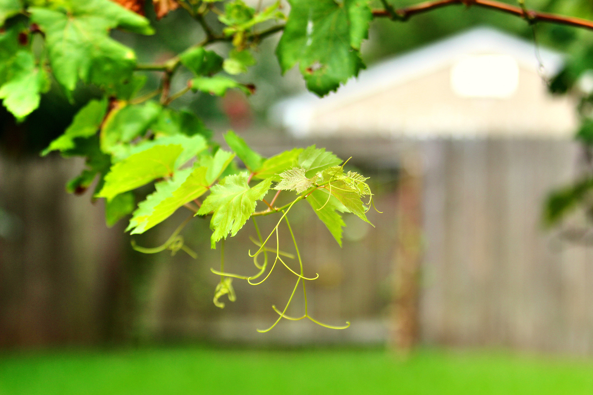 Canon EF 70-200mm F2.8L USM sample photo. Grape leafs photography