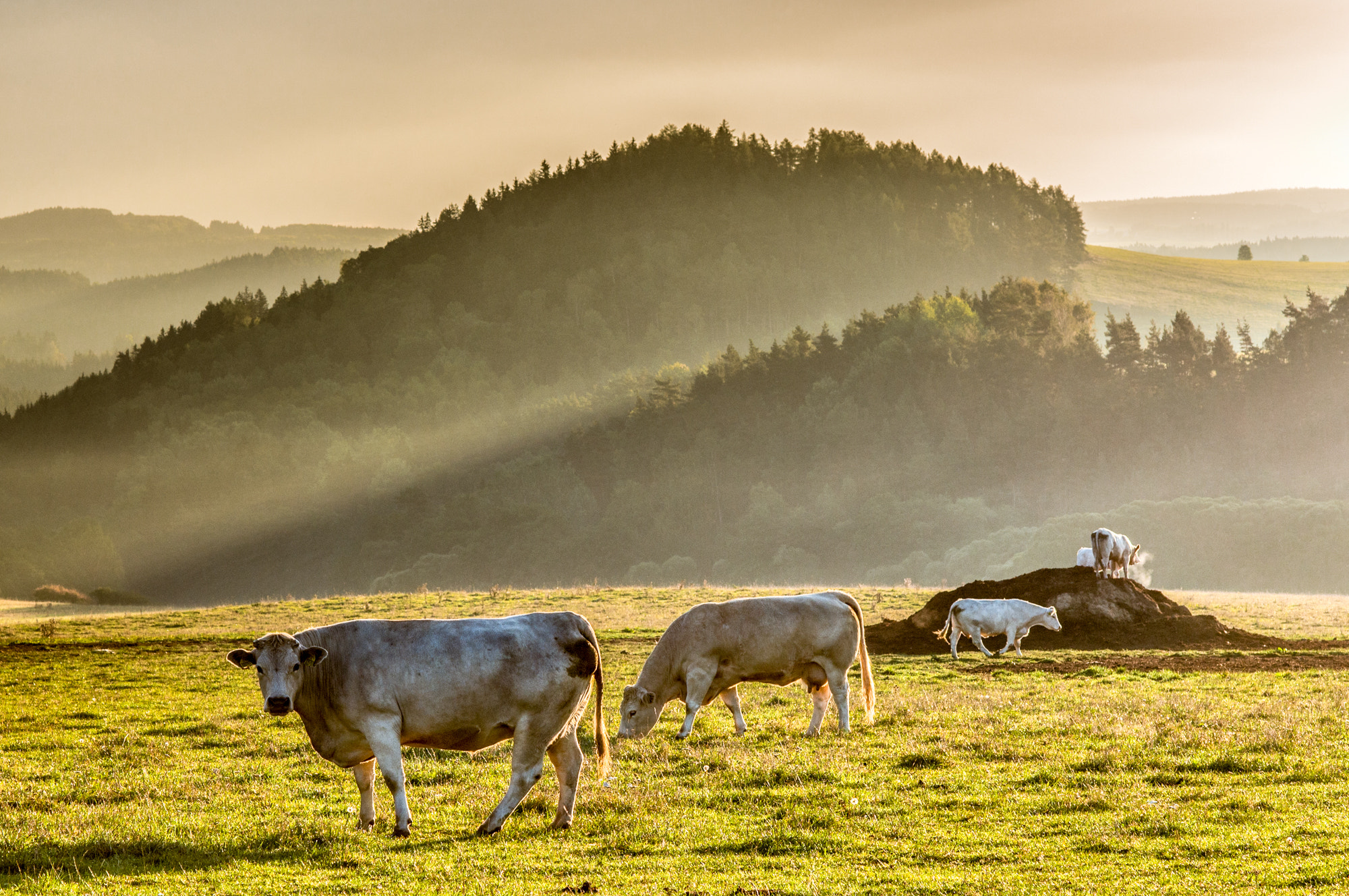 Nikon D300 + Nikon AF Nikkor 85mm F1.8D sample photo. Morning pasture photography