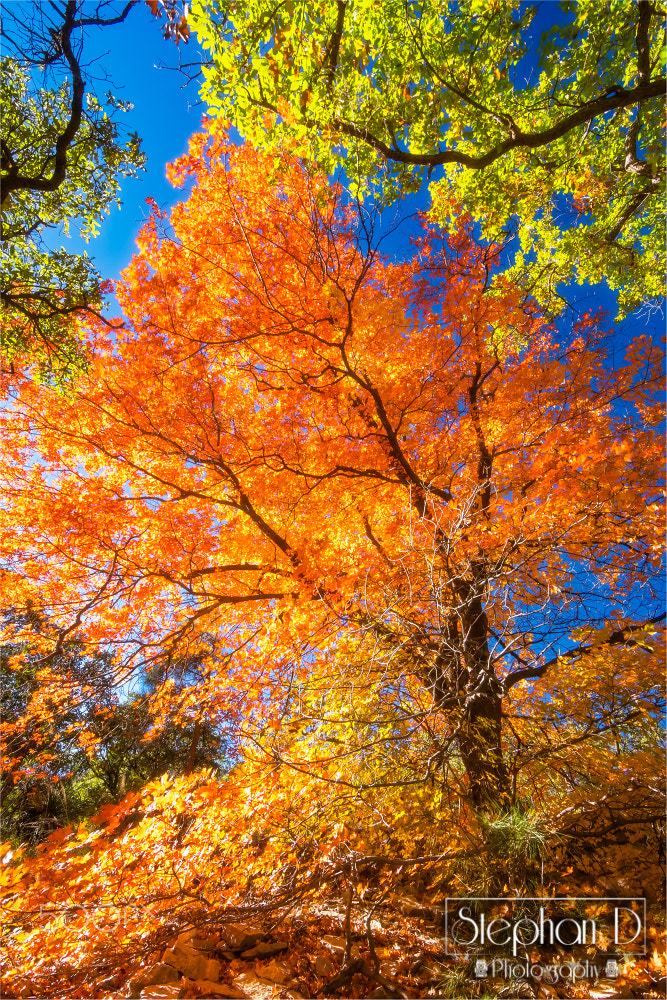 Sony SLT-A77 + 20mm F2.8 sample photo. Autumn fire photography