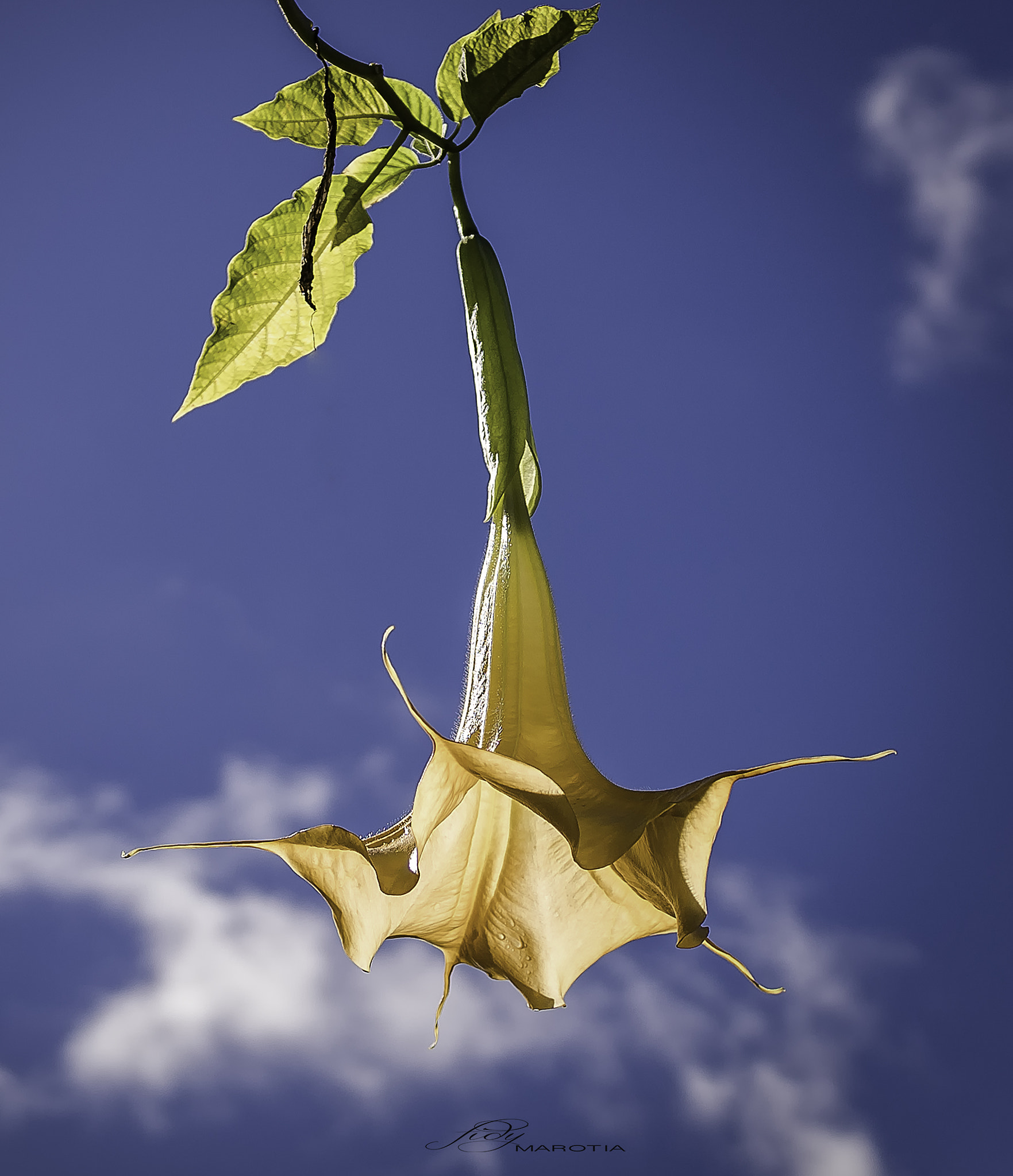 Sony a6300 + 18-35mm F1.8 DC HSM | Art 013 sample photo. Datura in hell bourg - main street photography