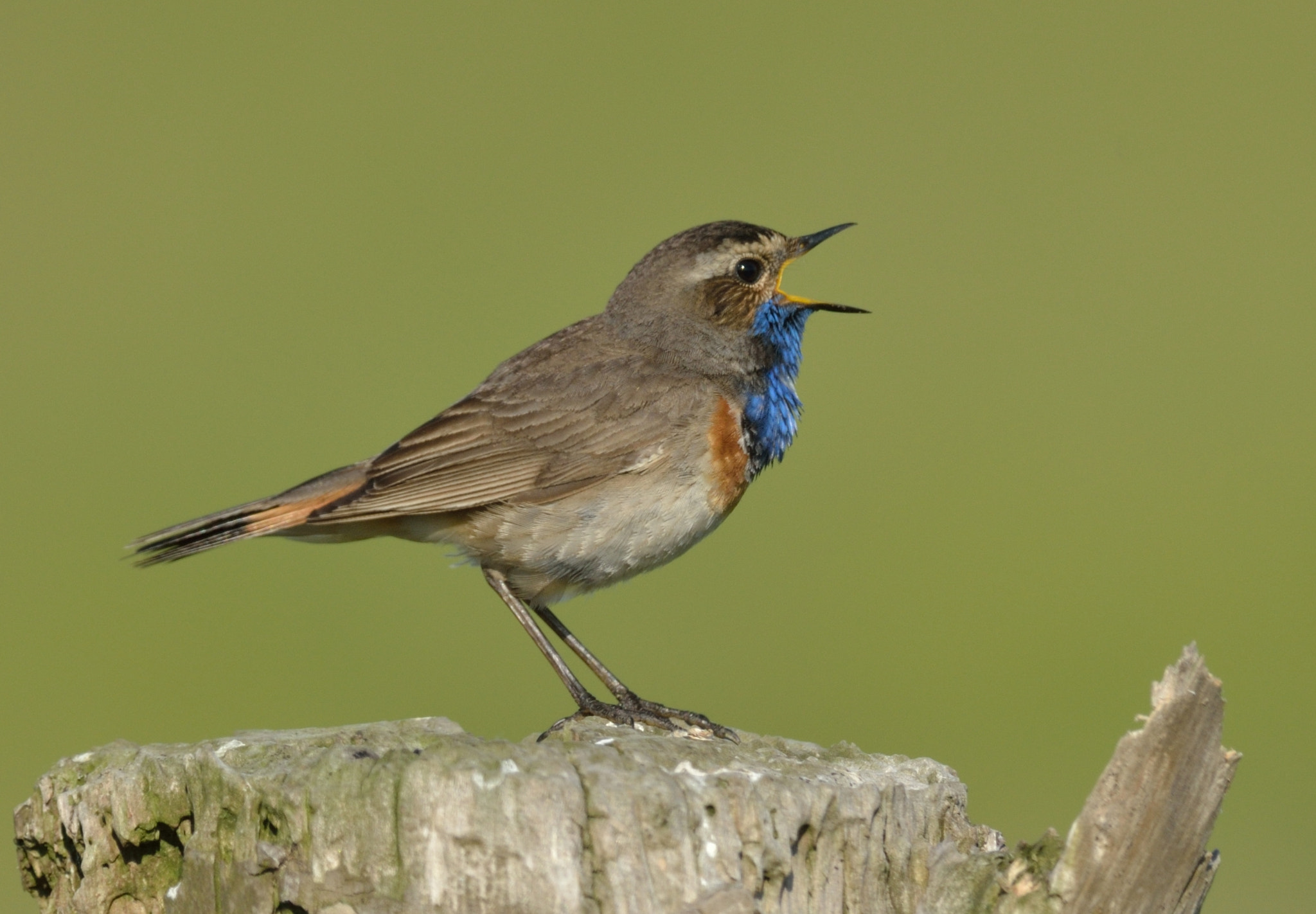 Nikon D7000 + Nikon AF-S Nikkor 400mm F2.8D ED-IF II sample photo. Blauwborst photography