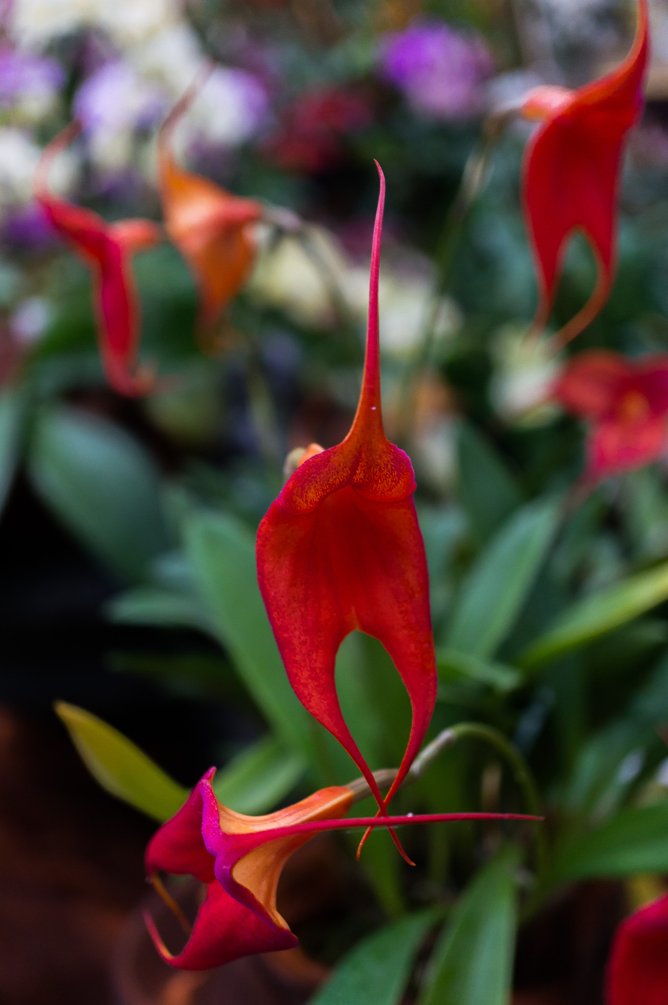 Sony Alpha NEX-6 + Sony E 30mm F3.5 Macro sample photo. Orchideen 2016 vii photography