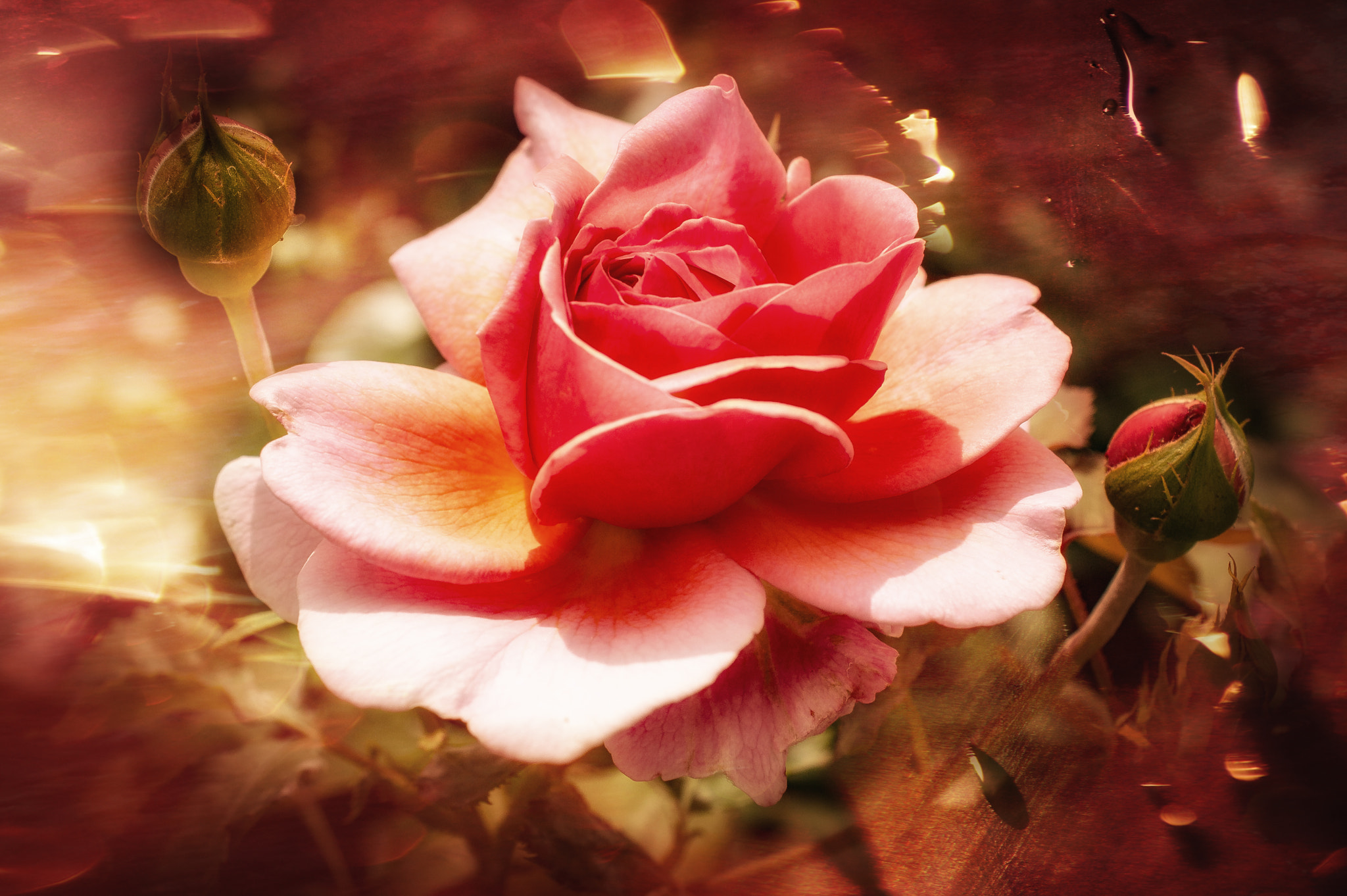 Nikon AF-S DX Micro Nikkor 40mm F2.8 sample photo. Extraordinary rose photography