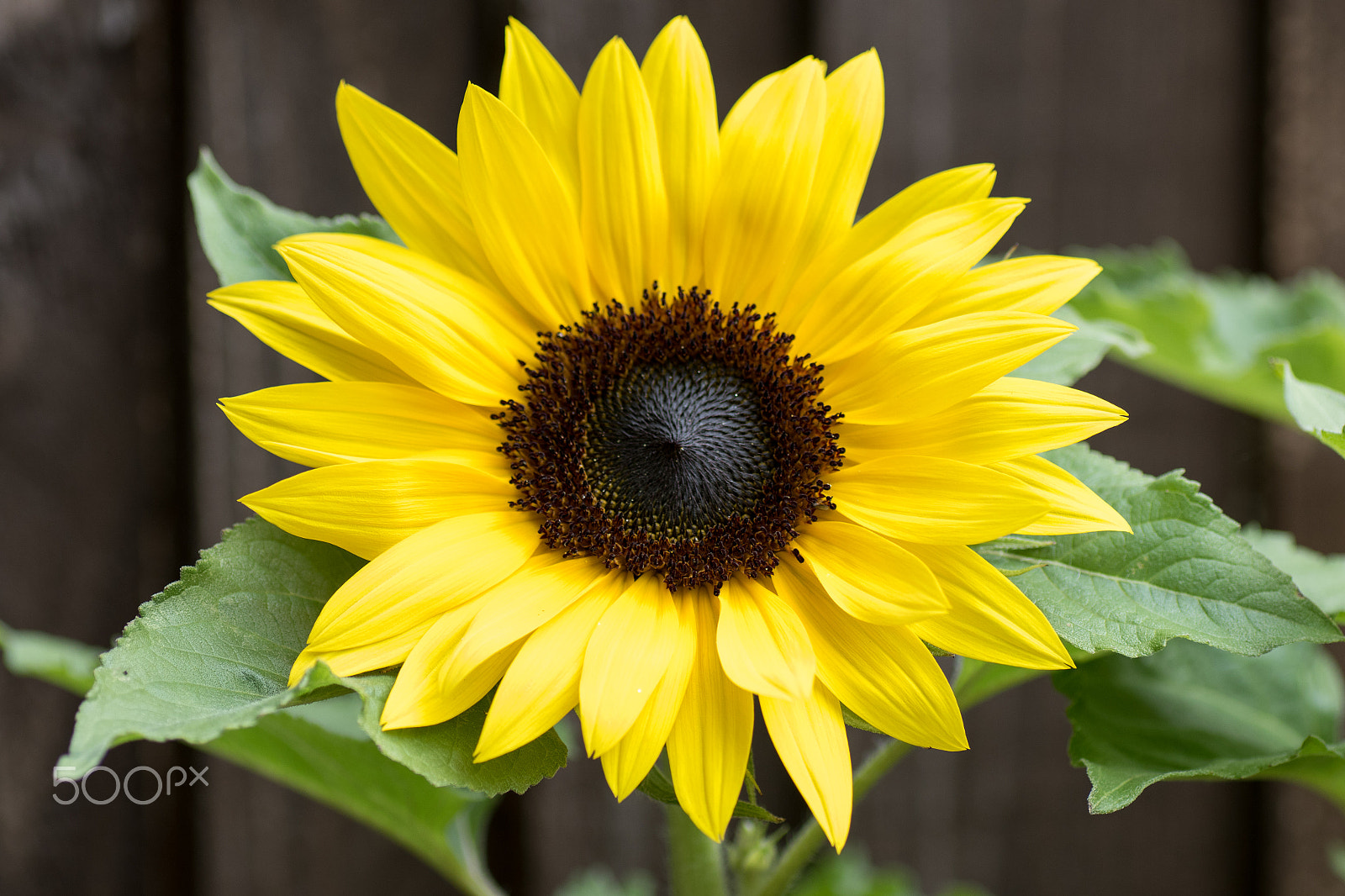 Canon EOS 7D Mark II + Tamron SP AF 90mm F2.8 Di Macro sample photo. Miniature sunflower head photography