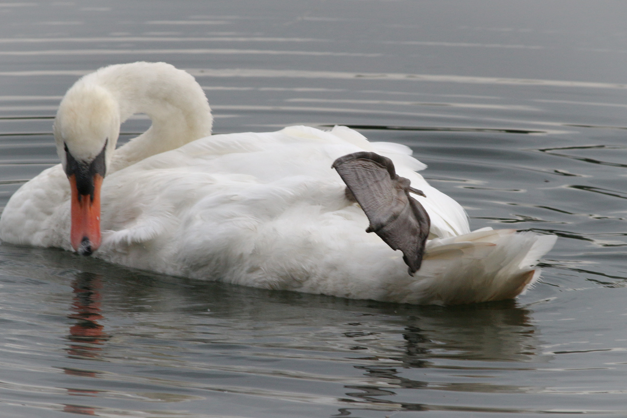 Canon EF 400mm F5.6L USM sample photo. Preening mute swan at sevenoaks wildlife reserve photography