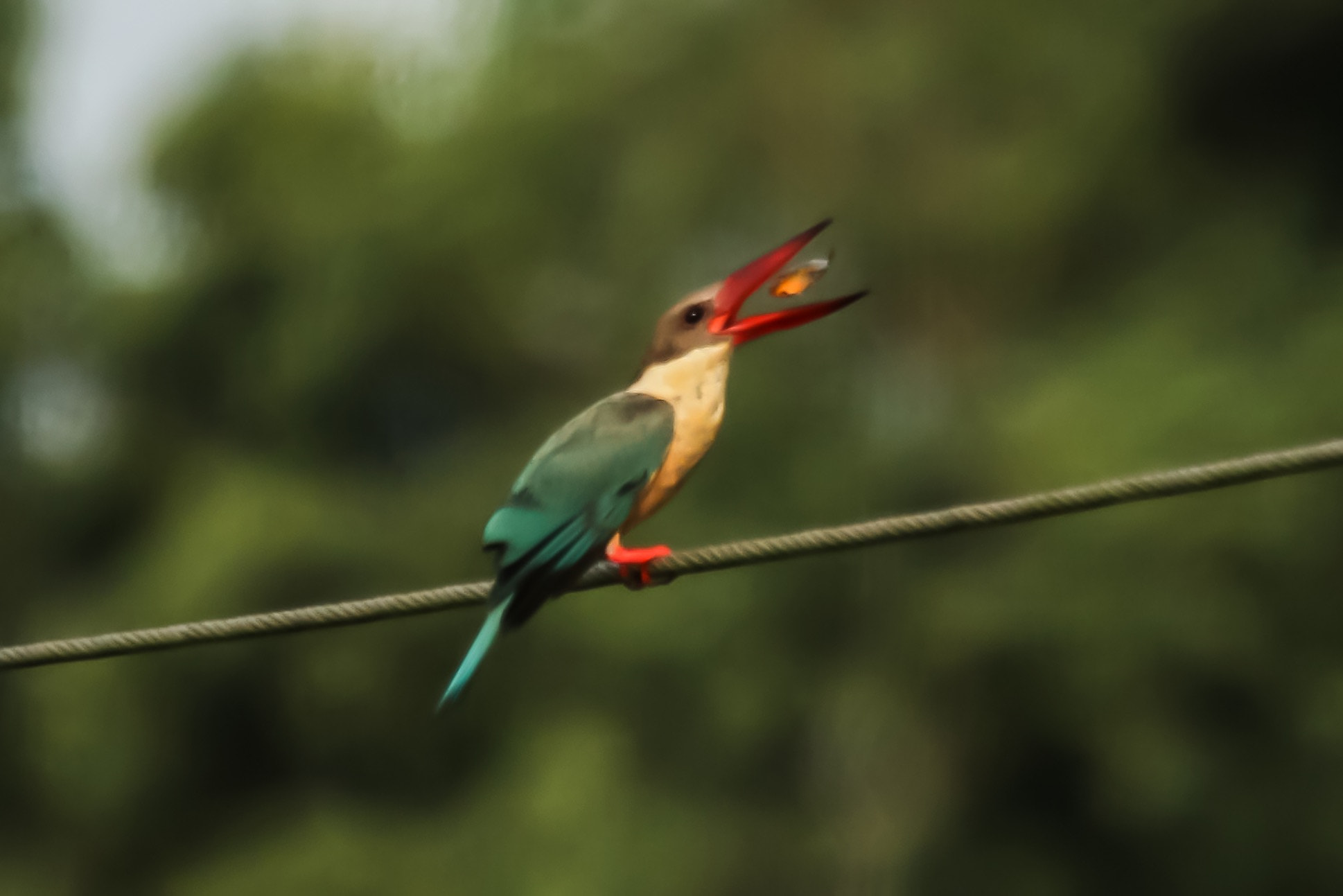 Canon EF 100-400mm F4.5-5.6L IS USM sample photo