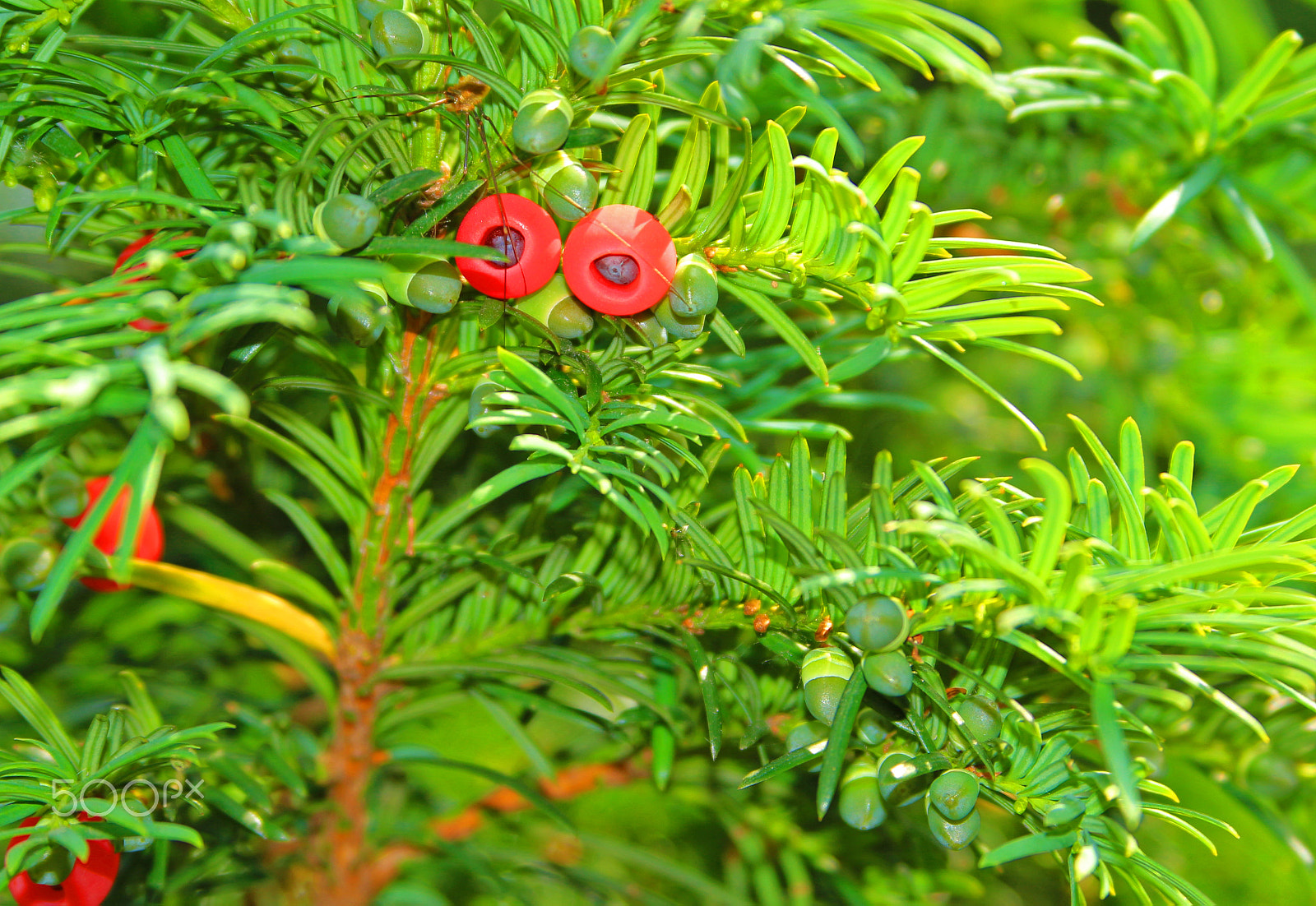 Canon EF 28-135mm F3.5-5.6 IS USM sample photo. Most wanted ... (i'm offering a reward) photography
