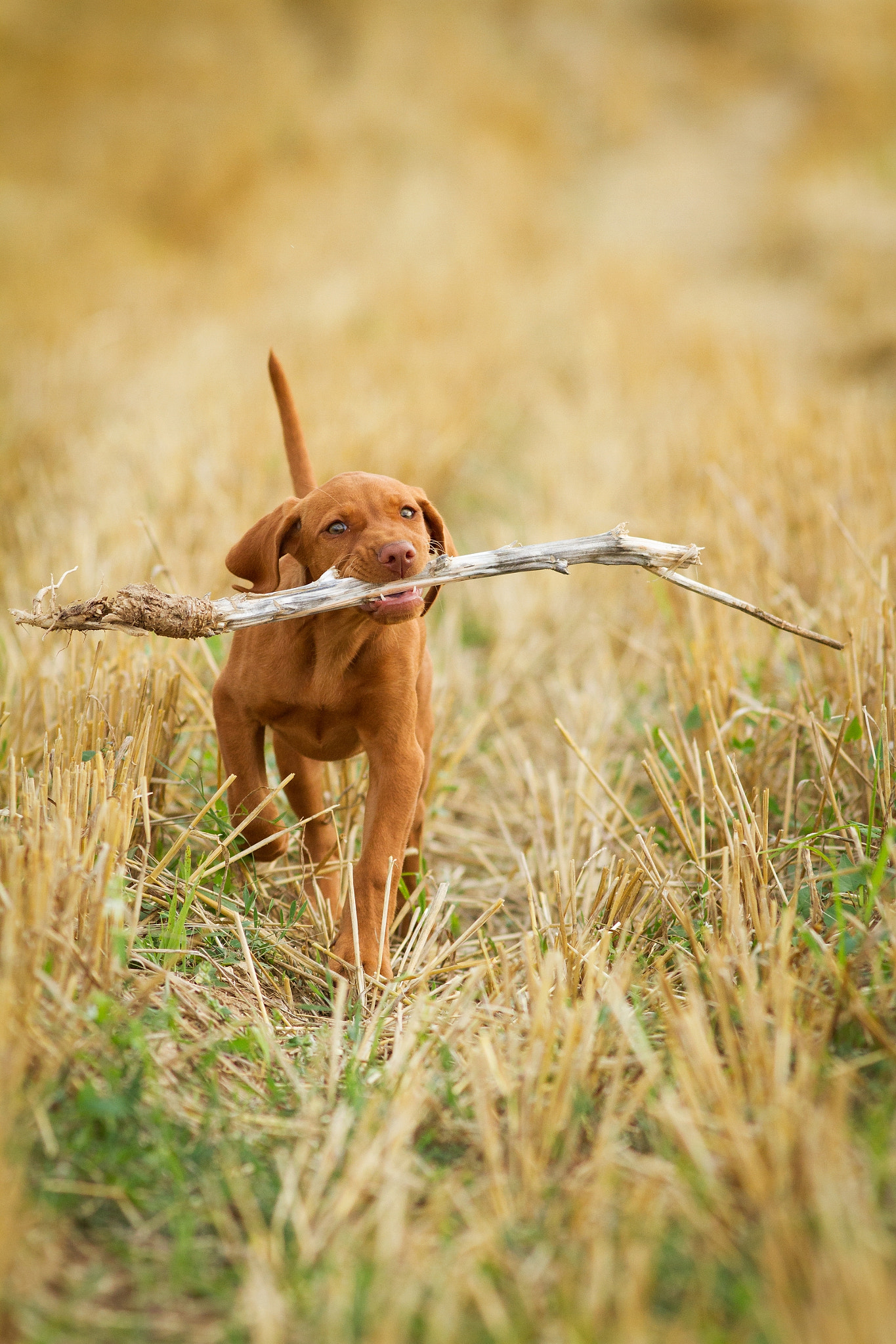 Canon EOS 7D + Canon EF 200mm F2.8L II USM sample photo. Izy - magyar vizsla photography