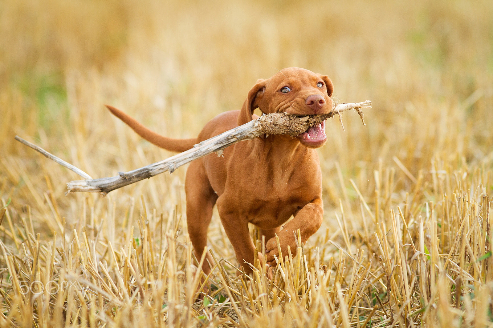 Canon EOS 7D + Canon EF 200mm F2.8L II USM sample photo. Izy - magyar vizsla photography