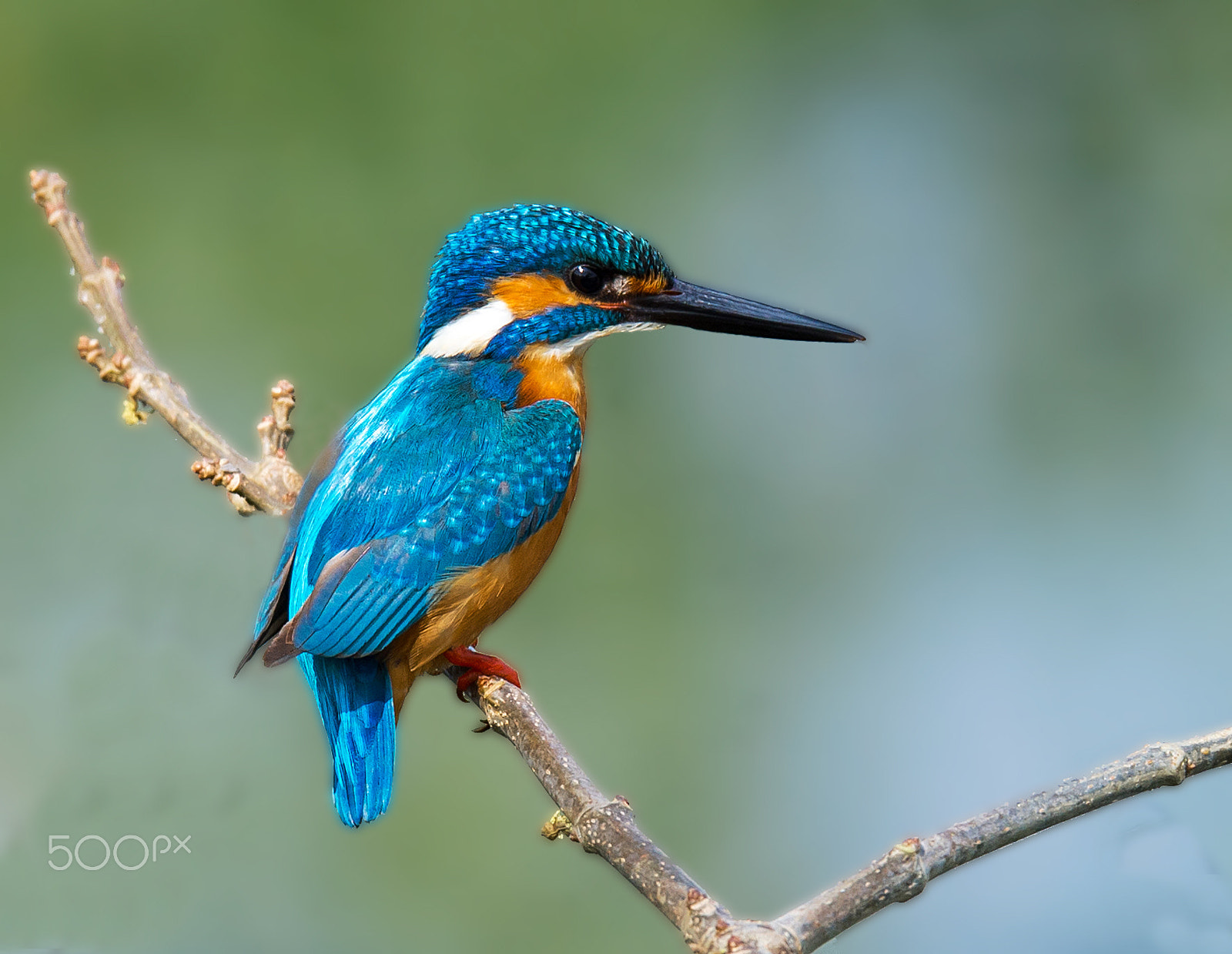 Nikon AF-S Nikkor 600mm F4E FL ED VR sample photo. Kingfisher photography