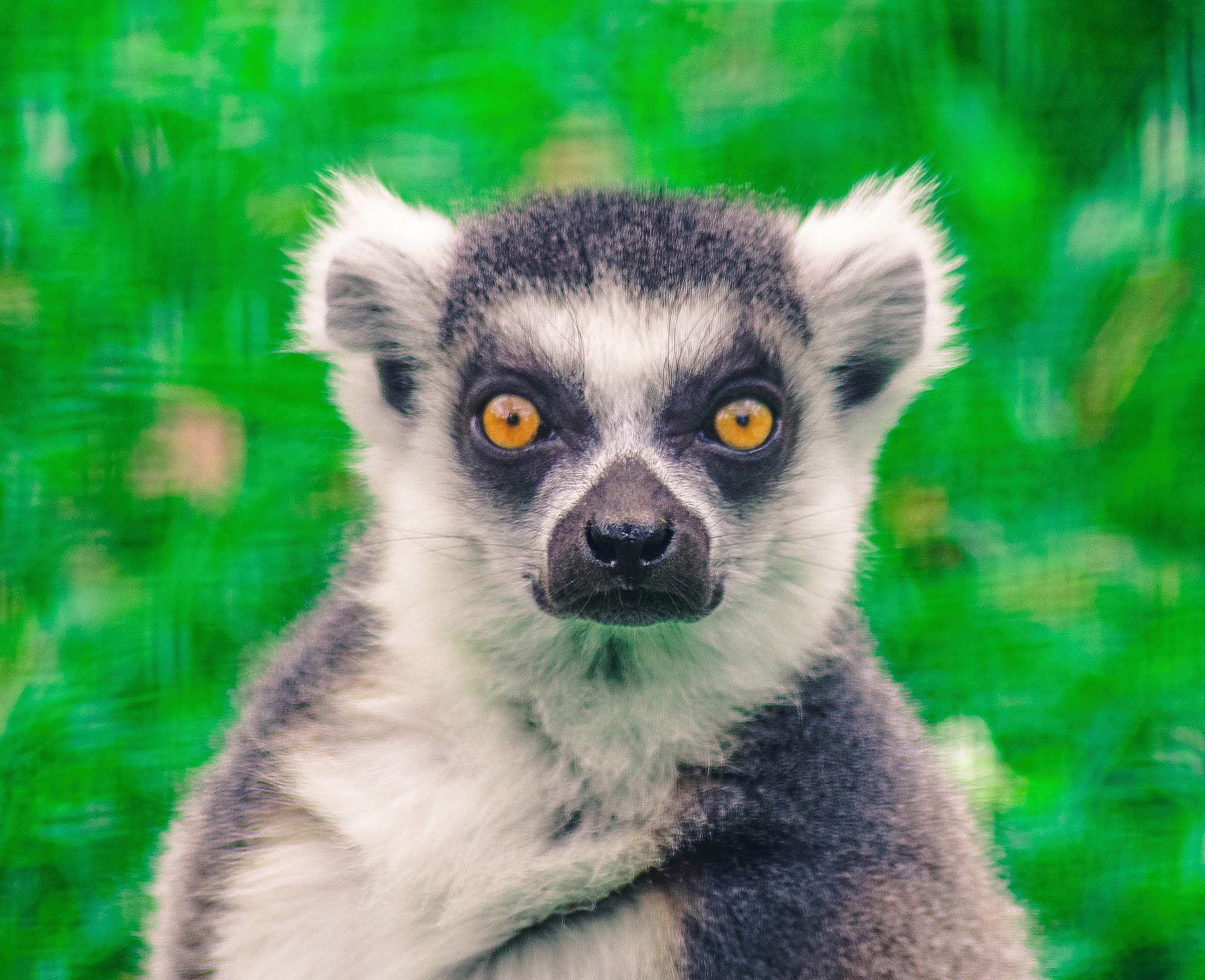 Pentax K-5 IIs + Tamron AF 70-300mm F4-5.6 Di LD Macro sample photo. Lemur eyes photography