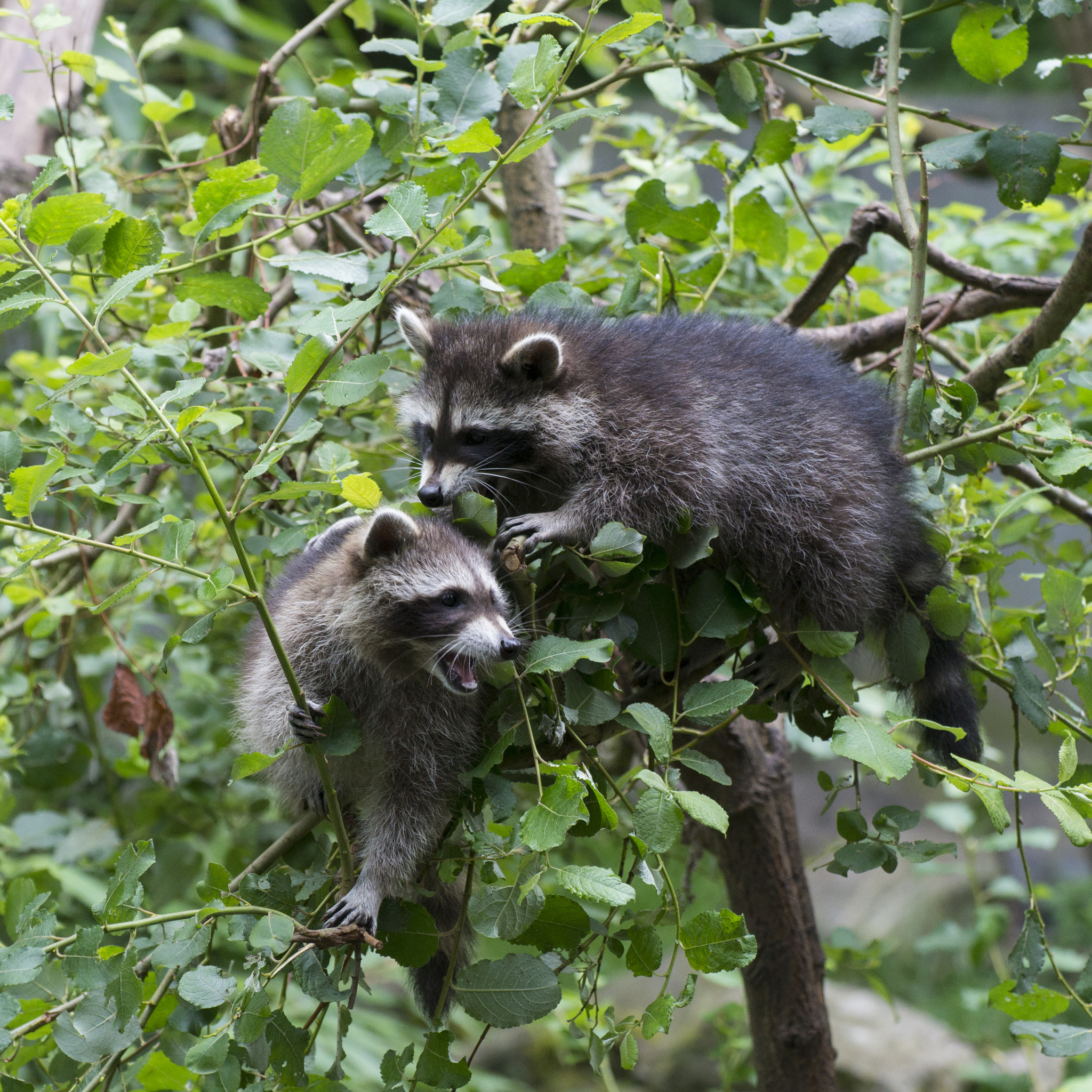 Tamron SP 70-300mm F4-5.6 Di USD sample photo. Racoon photography