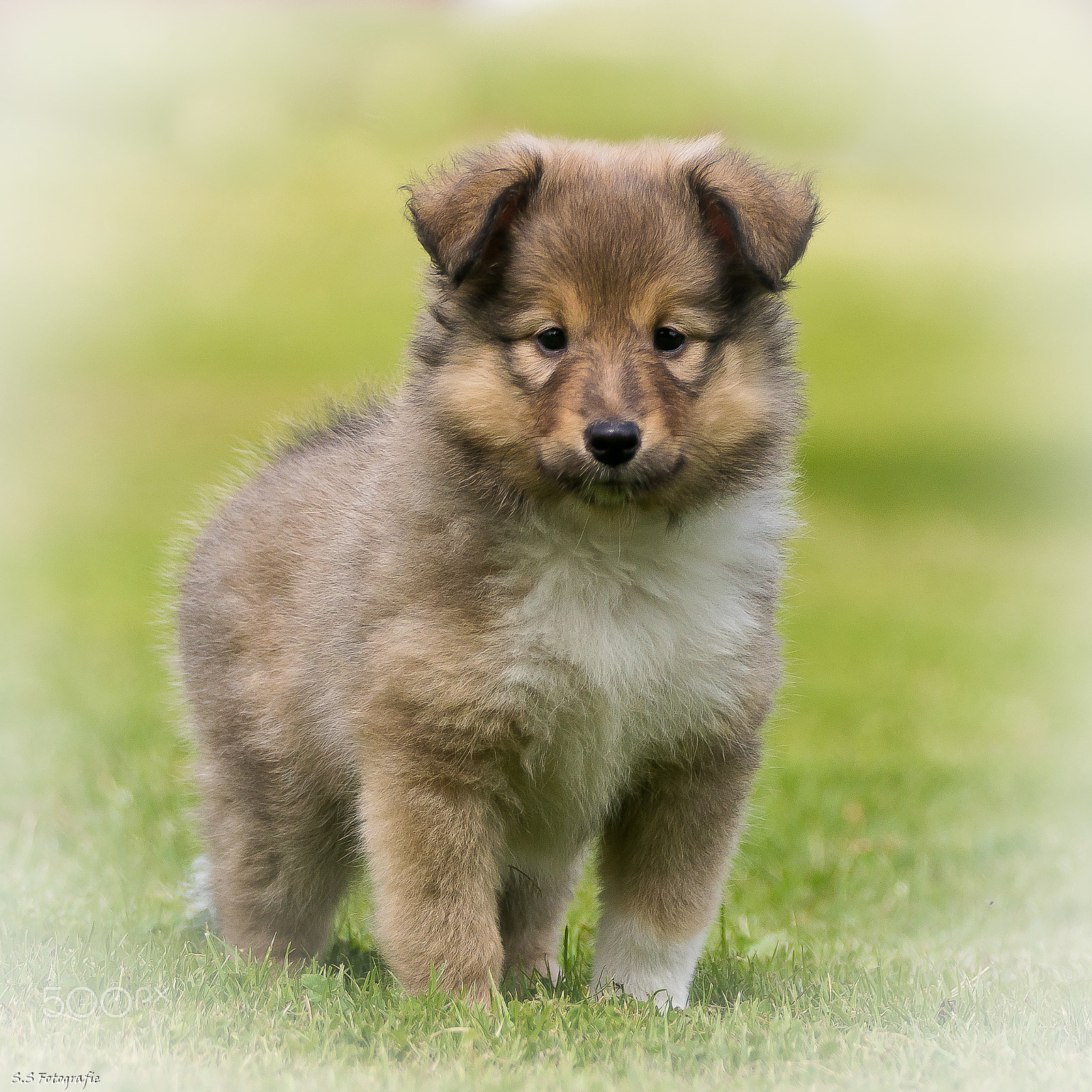 Sony ILCA-77M2 sample photo. Shetland sheepdog welpe photography