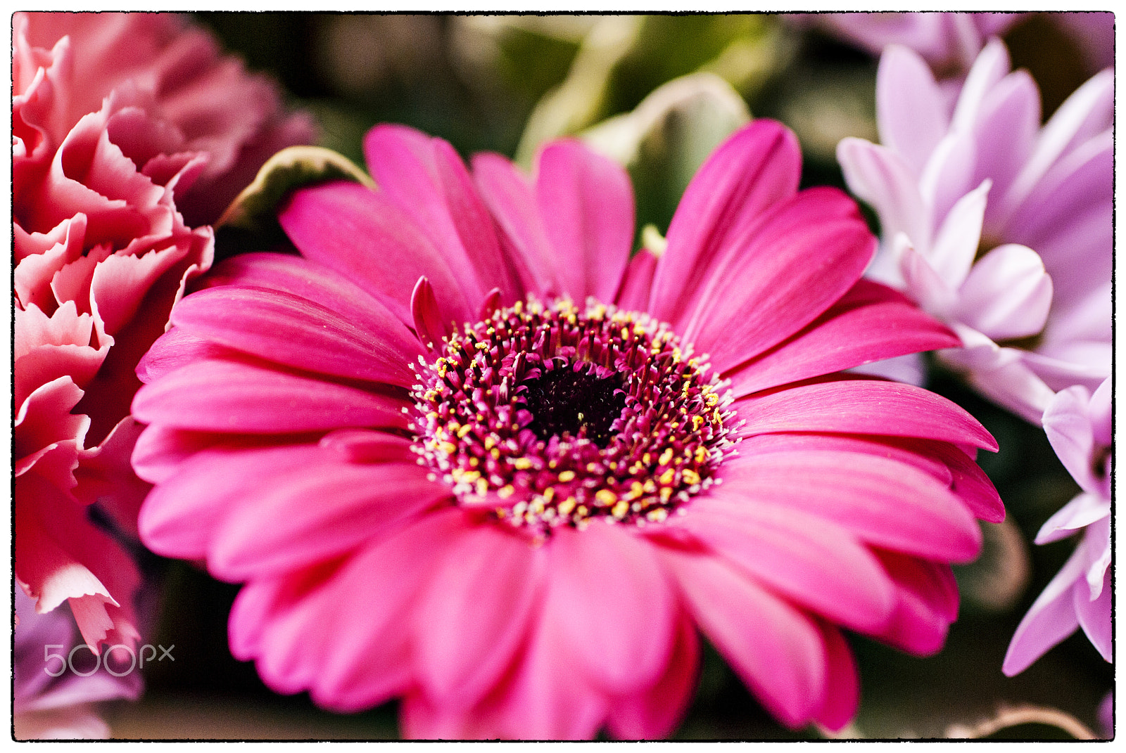 Nikon D200 + Sigma 50mm F2.8 EX DG Macro sample photo. Flowers photography