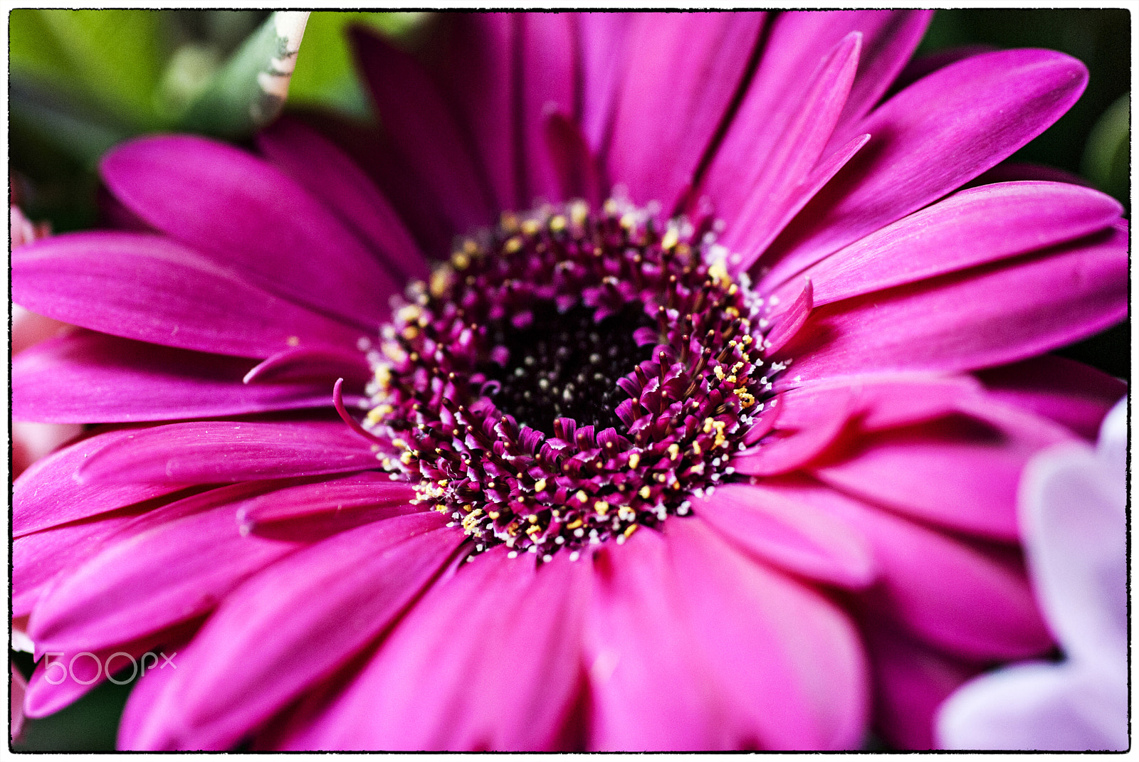 Nikon D200 + Sigma 50mm F2.8 EX DG Macro sample photo. Flowers photography