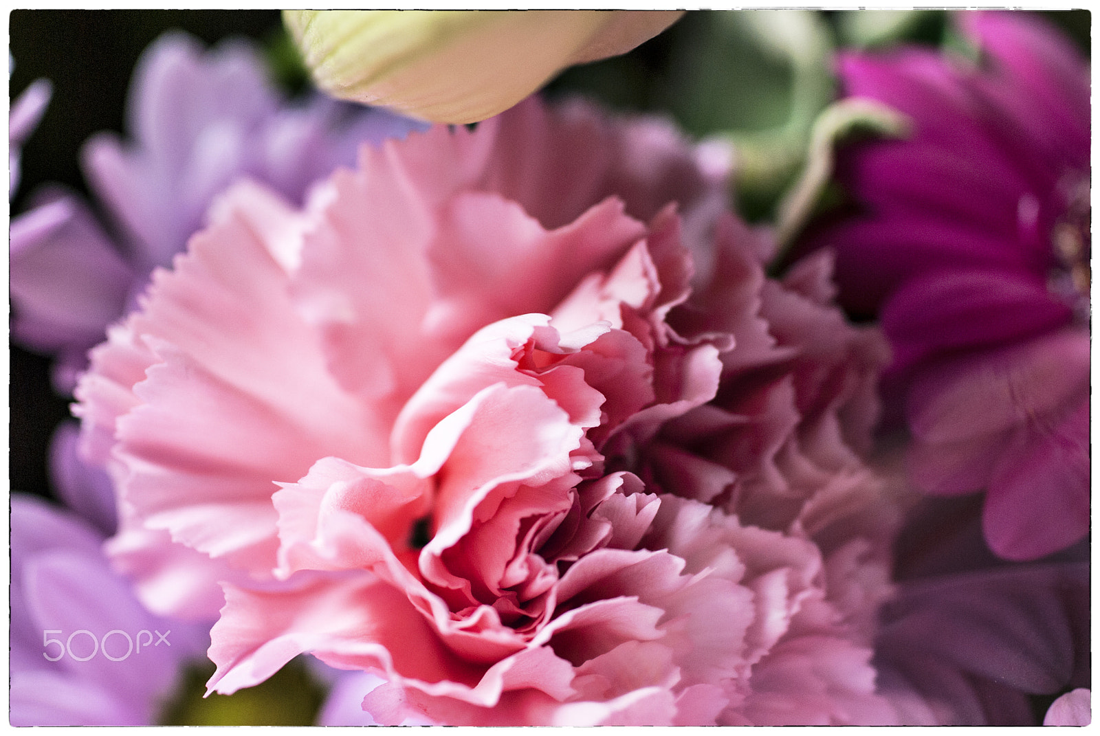 Nikon D200 + Sigma 50mm F2.8 EX DG Macro sample photo. Flowers photography