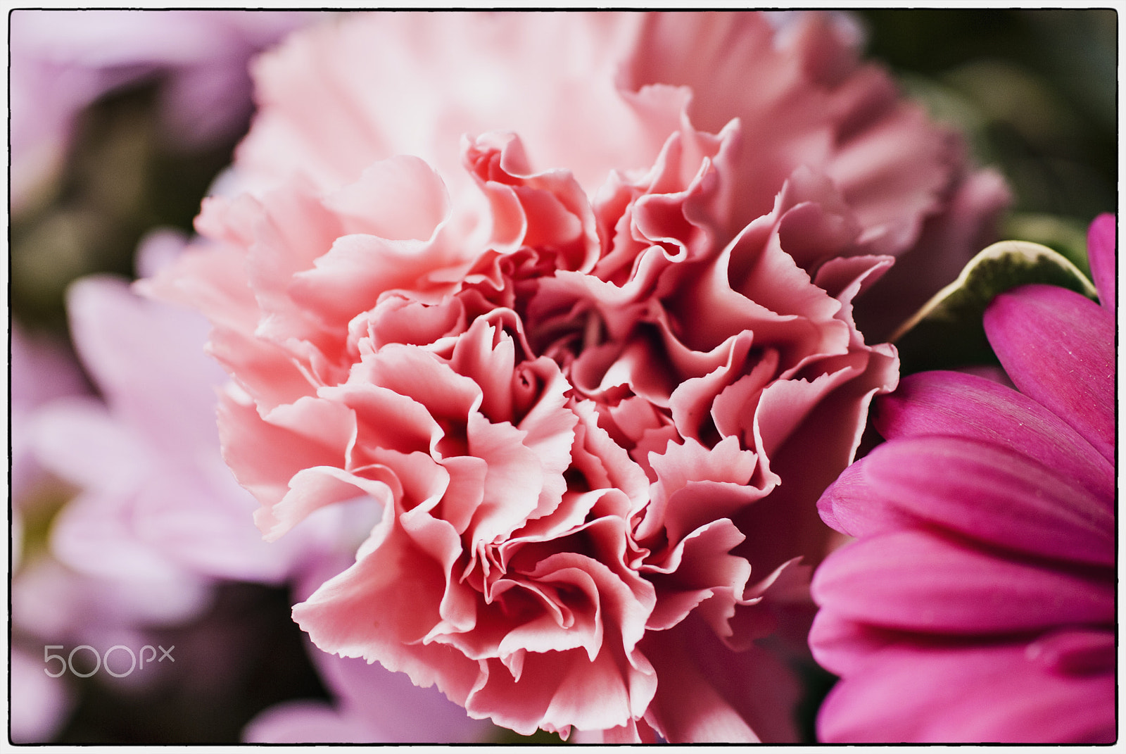 Nikon D200 + Sigma 50mm F2.8 EX DG Macro sample photo. Flowers photography