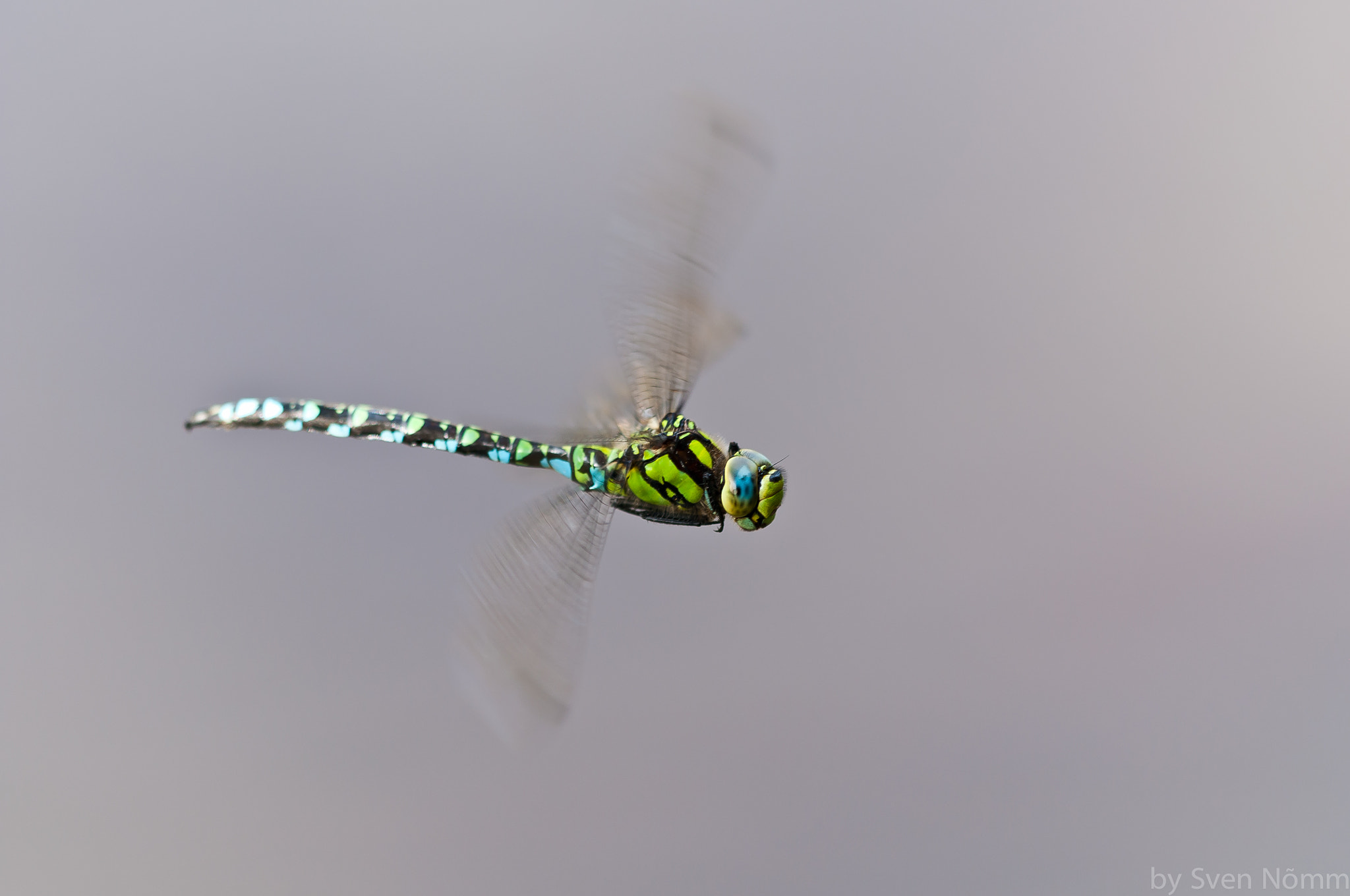 Sigma 150mm F2.8 EX DG Macro HSM sample photo. Dragonfly photography