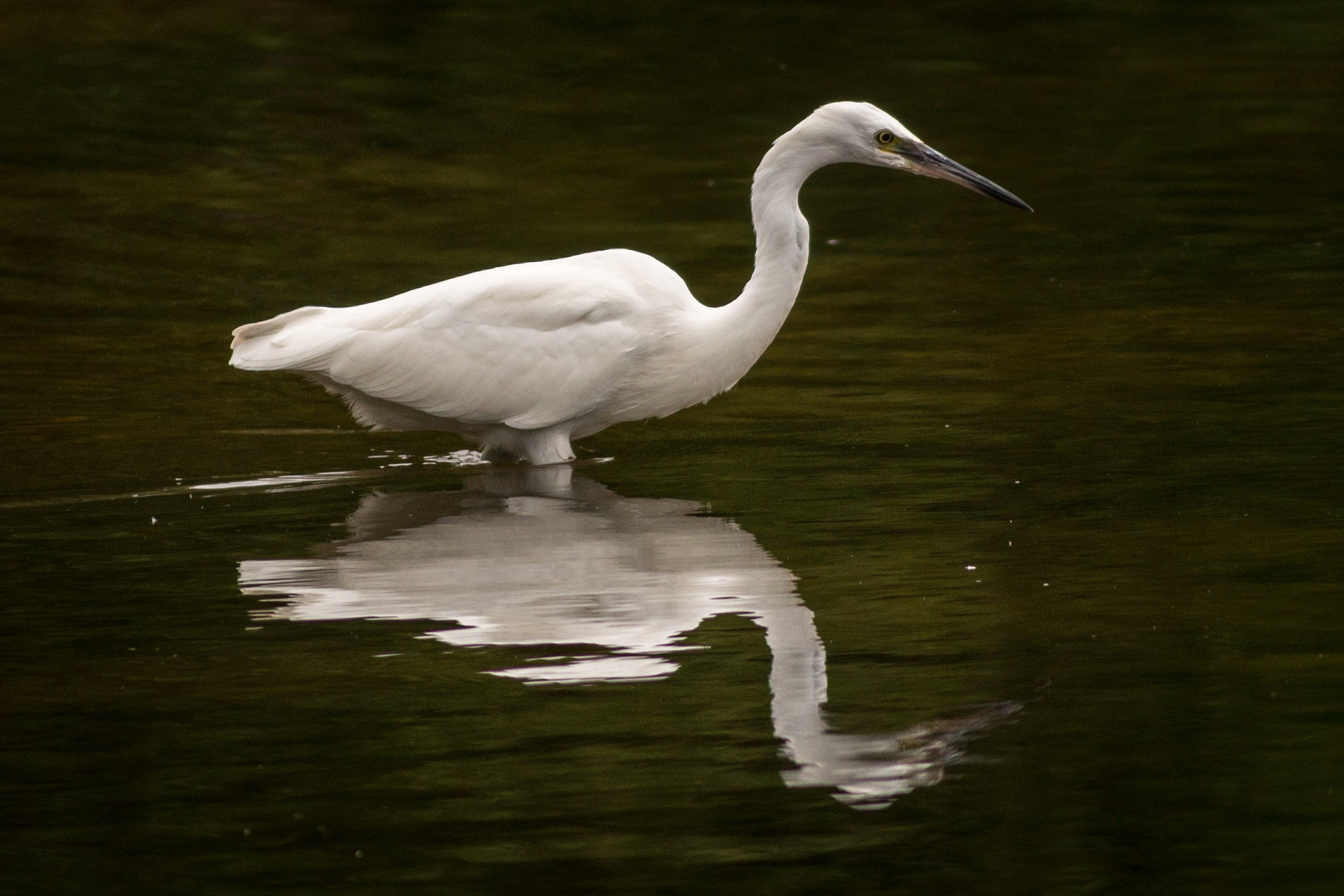 Canon EF 400mm F5.6L USM sample photo. Little egret photography