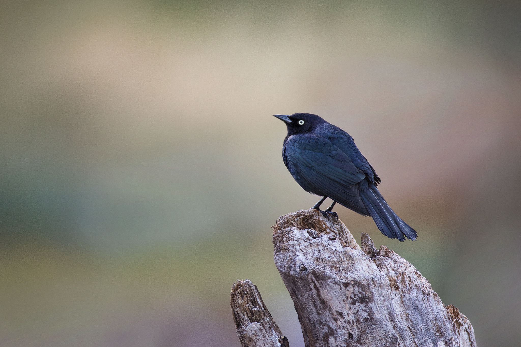 Canon EF 600mm f/4L IS sample photo. Brewer's blackbird photography