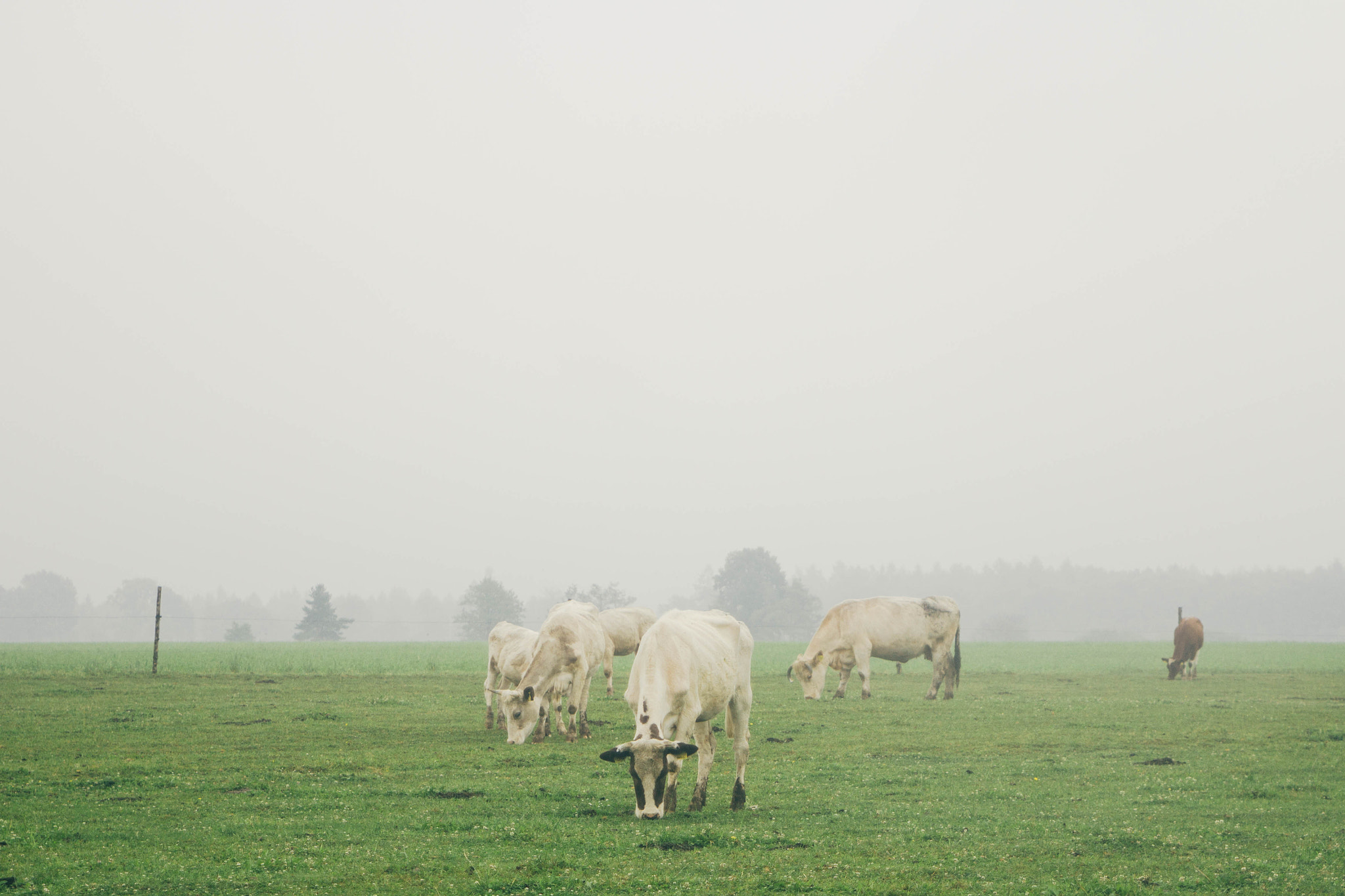 Canon EF 28-105mm f/3.5-4.5 USM sample photo. Cows. photography