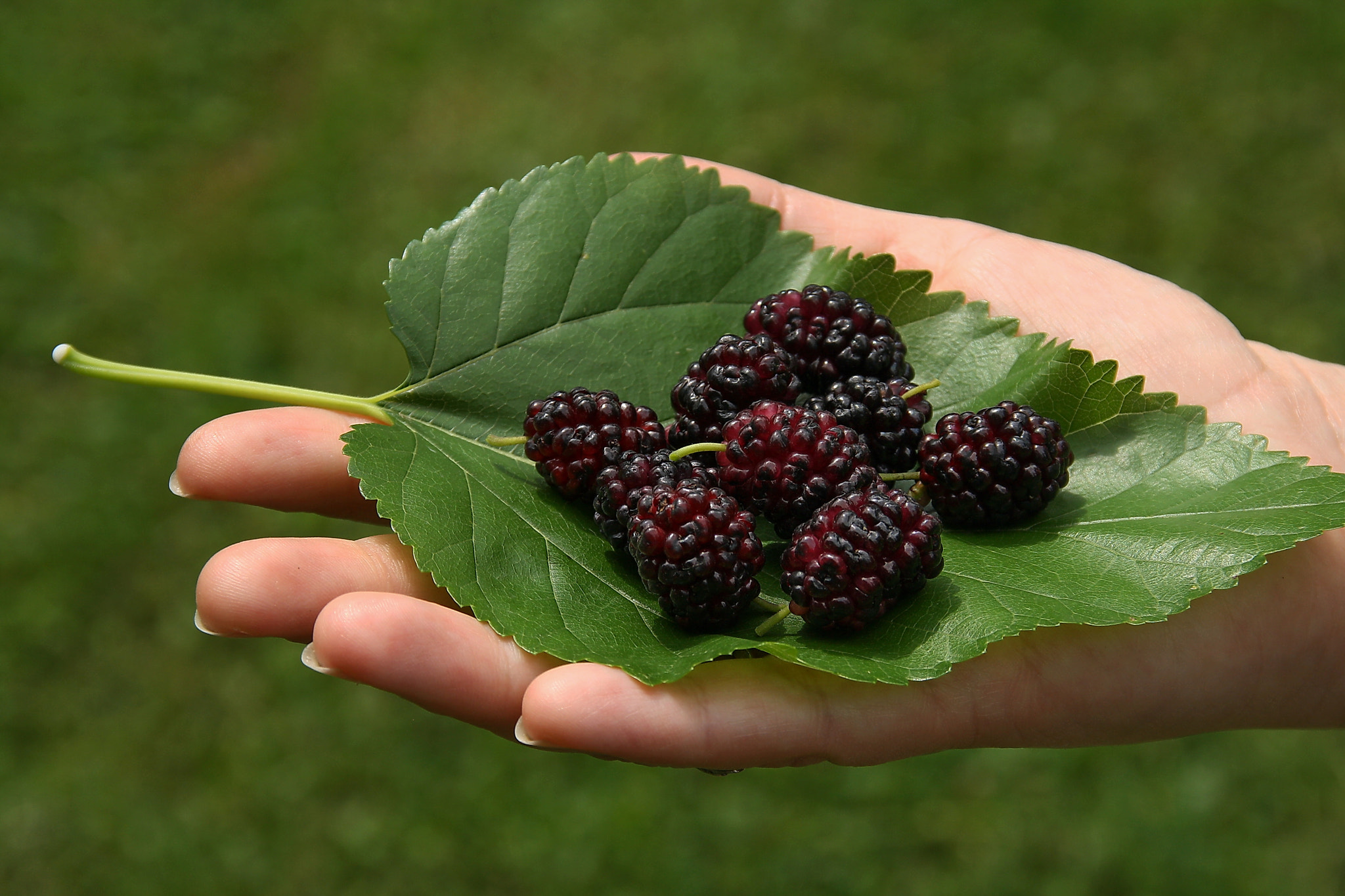 Sigma 18-125mm F3.8-5.6 DC OS HSM sample photo. Mulberry on a palm photography