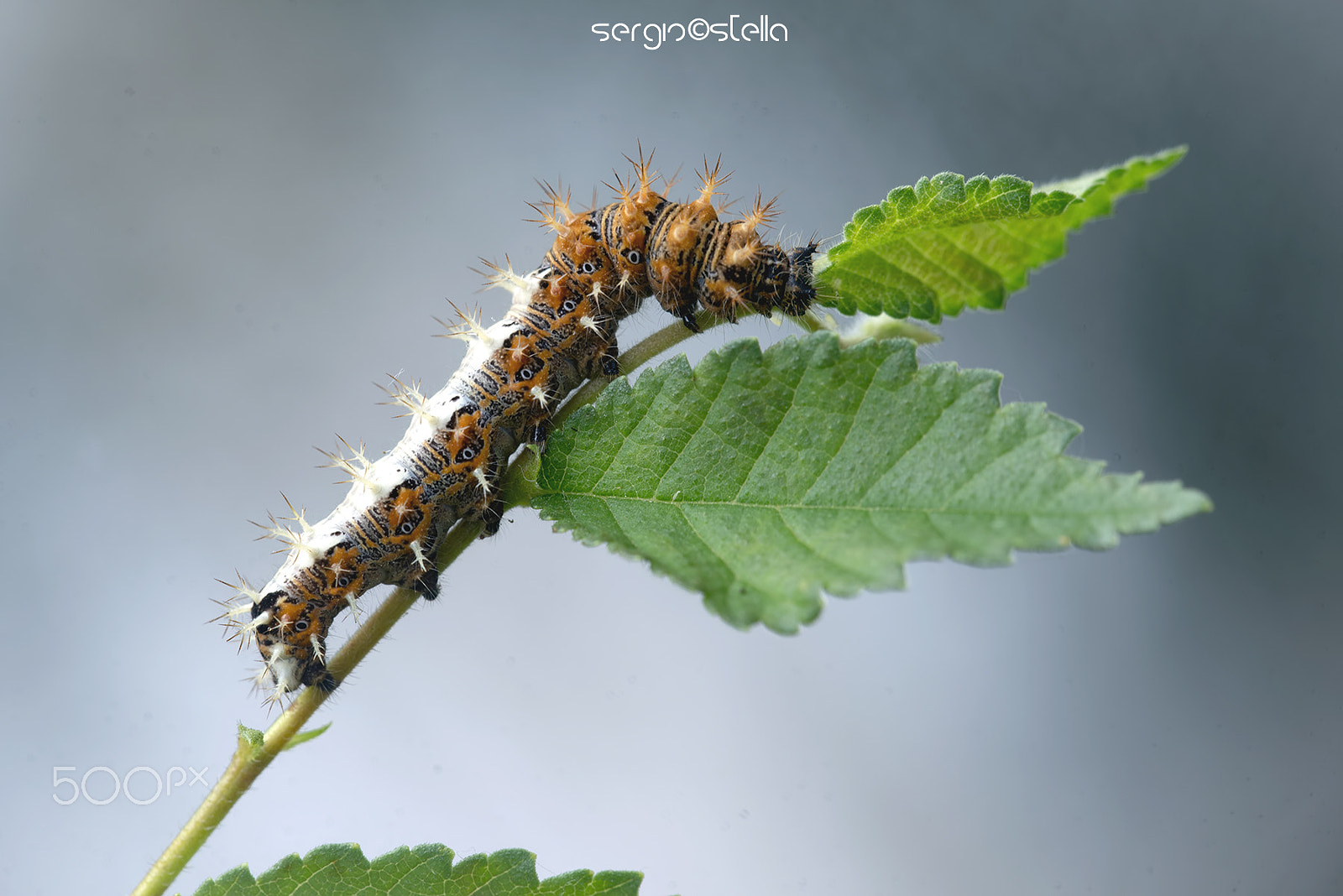 Sigma 150mm F2.8 EX DG Macro HSM sample photo. Polygonia c-album bruco____ photography