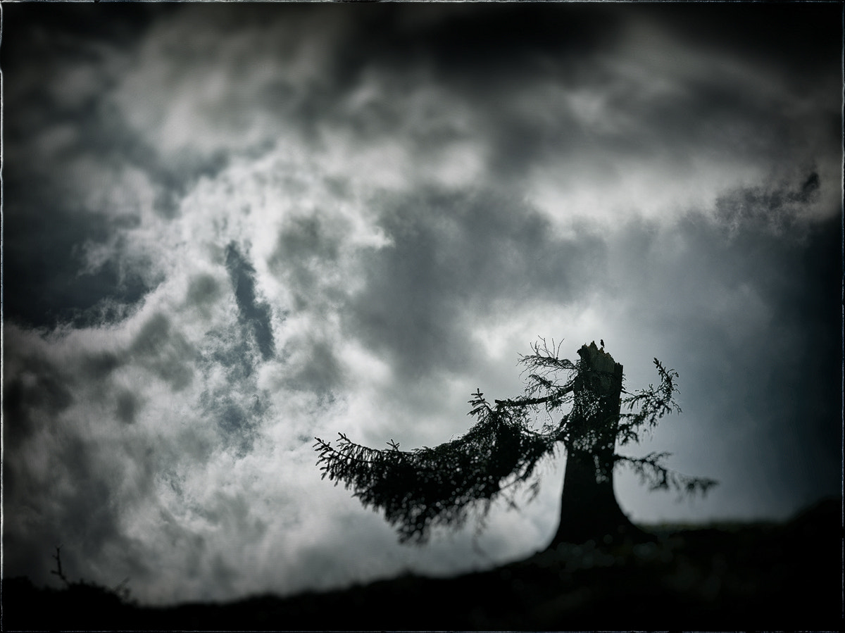 Phase One IQ260 sample photo. Missing my tree photography