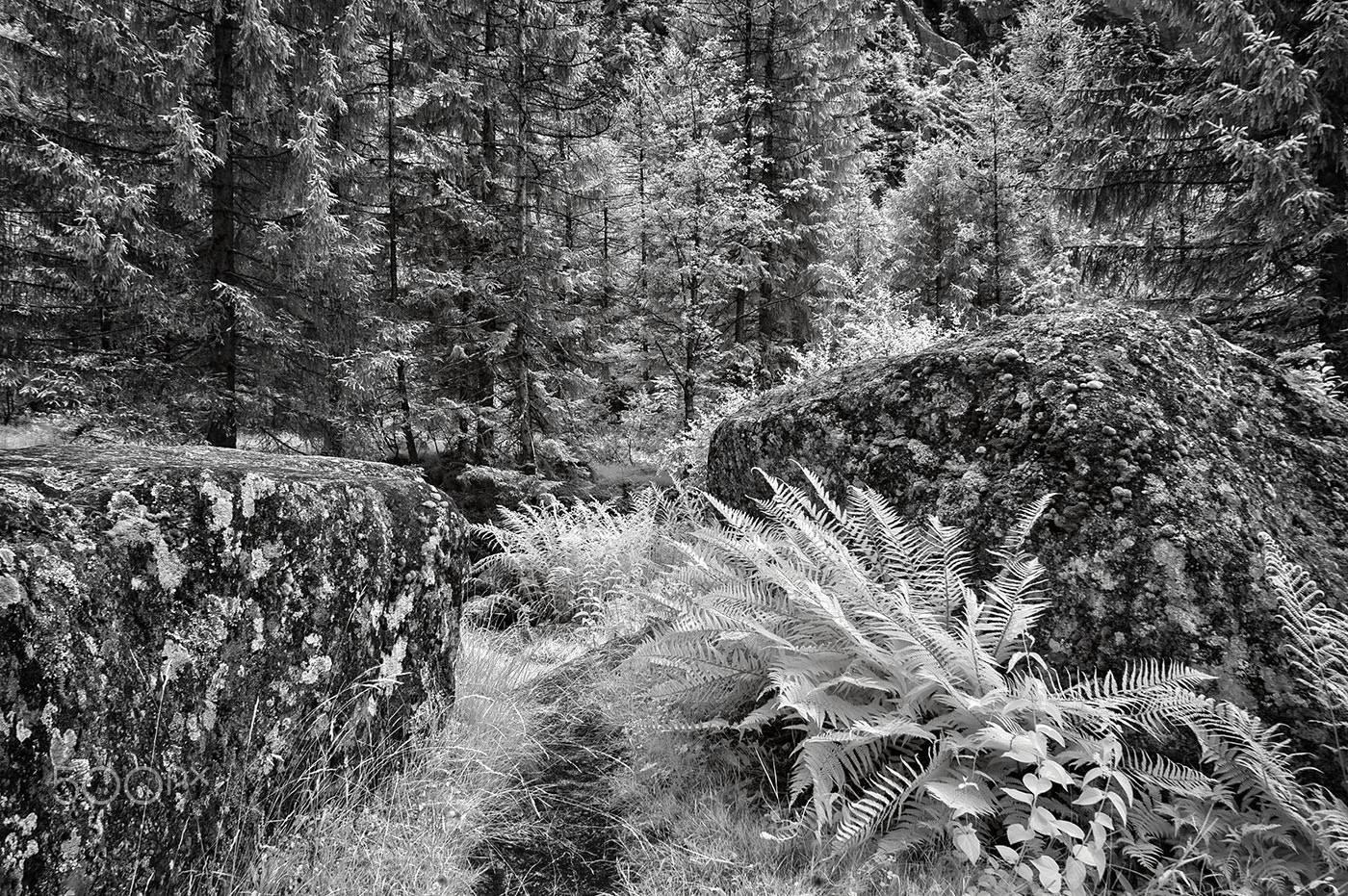 Nikon D70s sample photo. Underwood photography