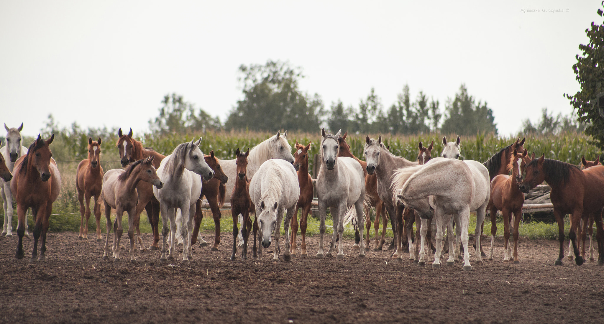 Canon EF 75-300mm f/4-5.6 USM sample photo. Petronius arabians photography