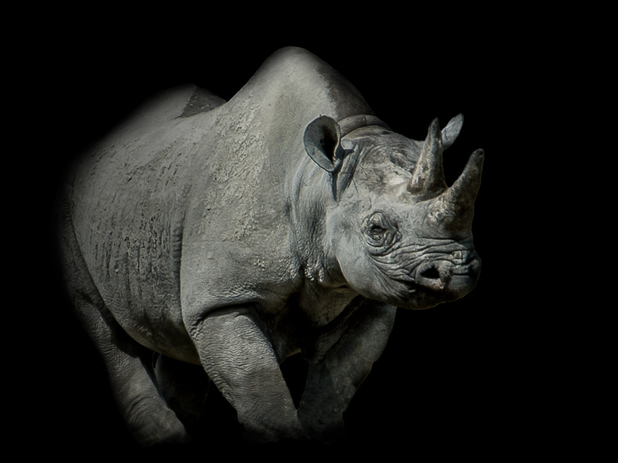 Nikon D200 sample photo. Rhino photography