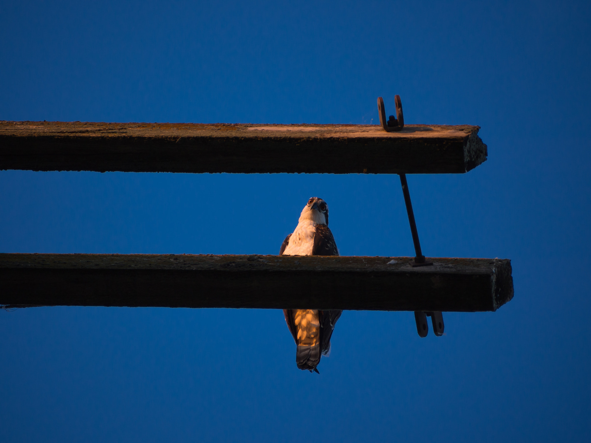 Panasonic Lumix G Vario 45-200mm F4-5.6 OIS sample photo. Hawk on its perch photography