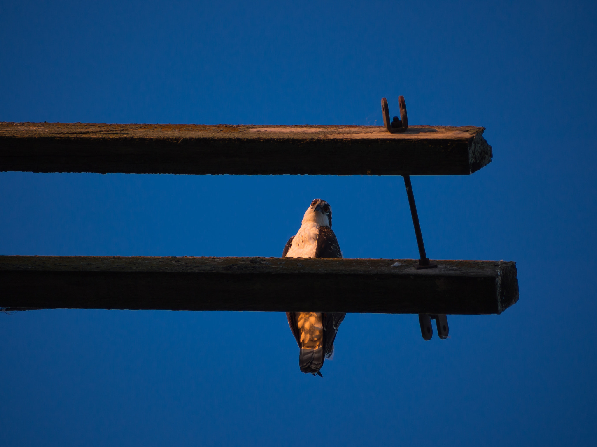 Olympus OM-D E-M5 + Panasonic Lumix G Vario 45-200mm F4-5.6 OIS sample photo. Hawk on its perch photography