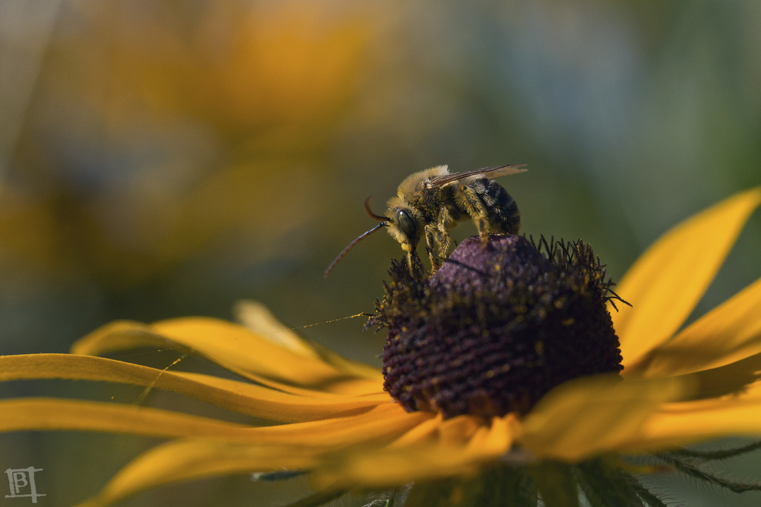 Canon EOS 70D + Tamron SP AF 60mm F2 Di II LD IF Macro sample photo. Web photography