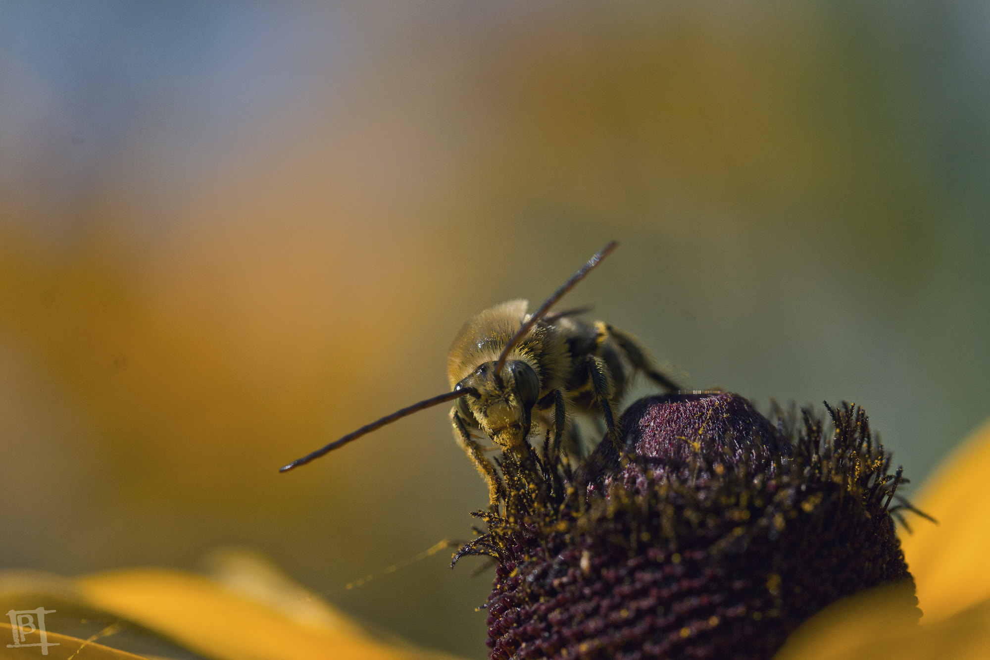 Tamron SP AF 60mm F2 Di II LD IF Macro sample photo. Web photography