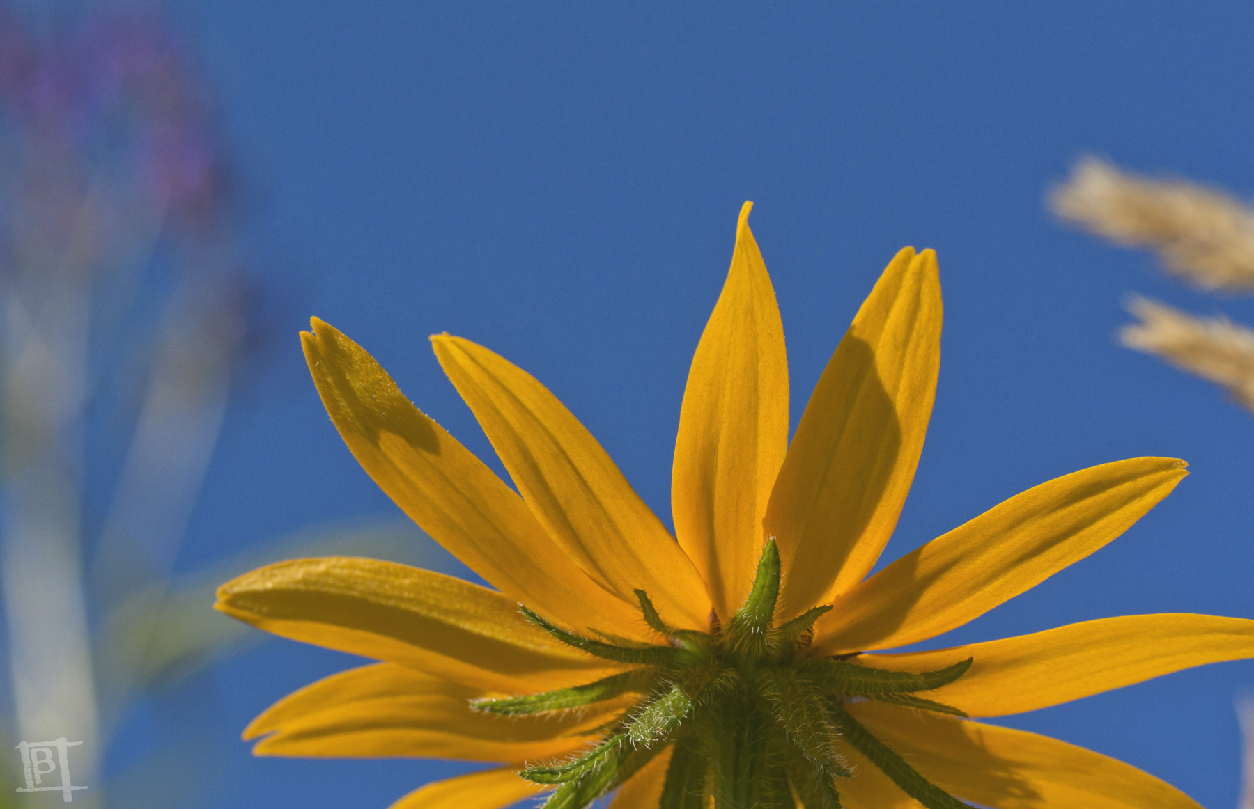 Tamron SP AF 60mm F2 Di II LD IF Macro sample photo. Mn summer 2016 photography