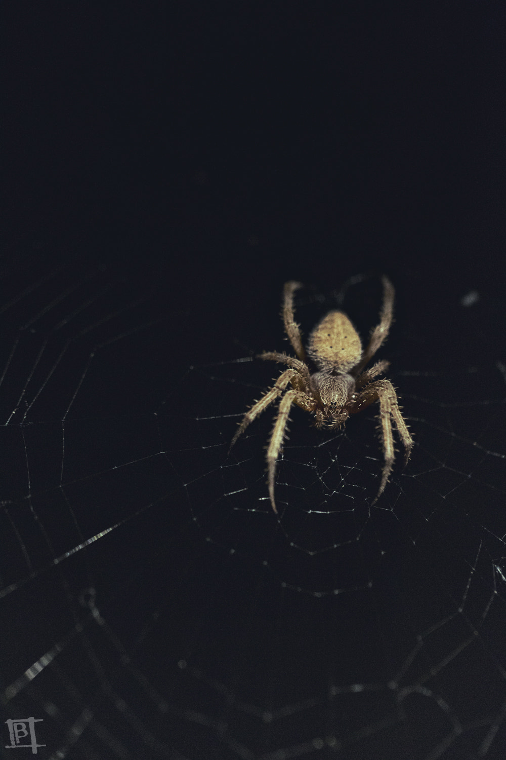 Tamron SP AF 60mm F2 Di II LD IF Macro sample photo. Web photography