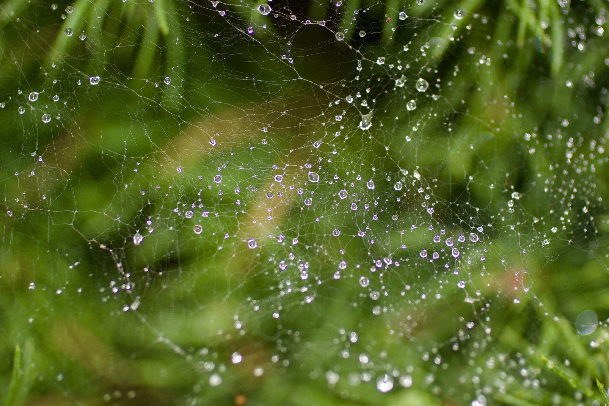 Canon EF 50mm F2.5 Macro sample photo. Water drops on web photography
