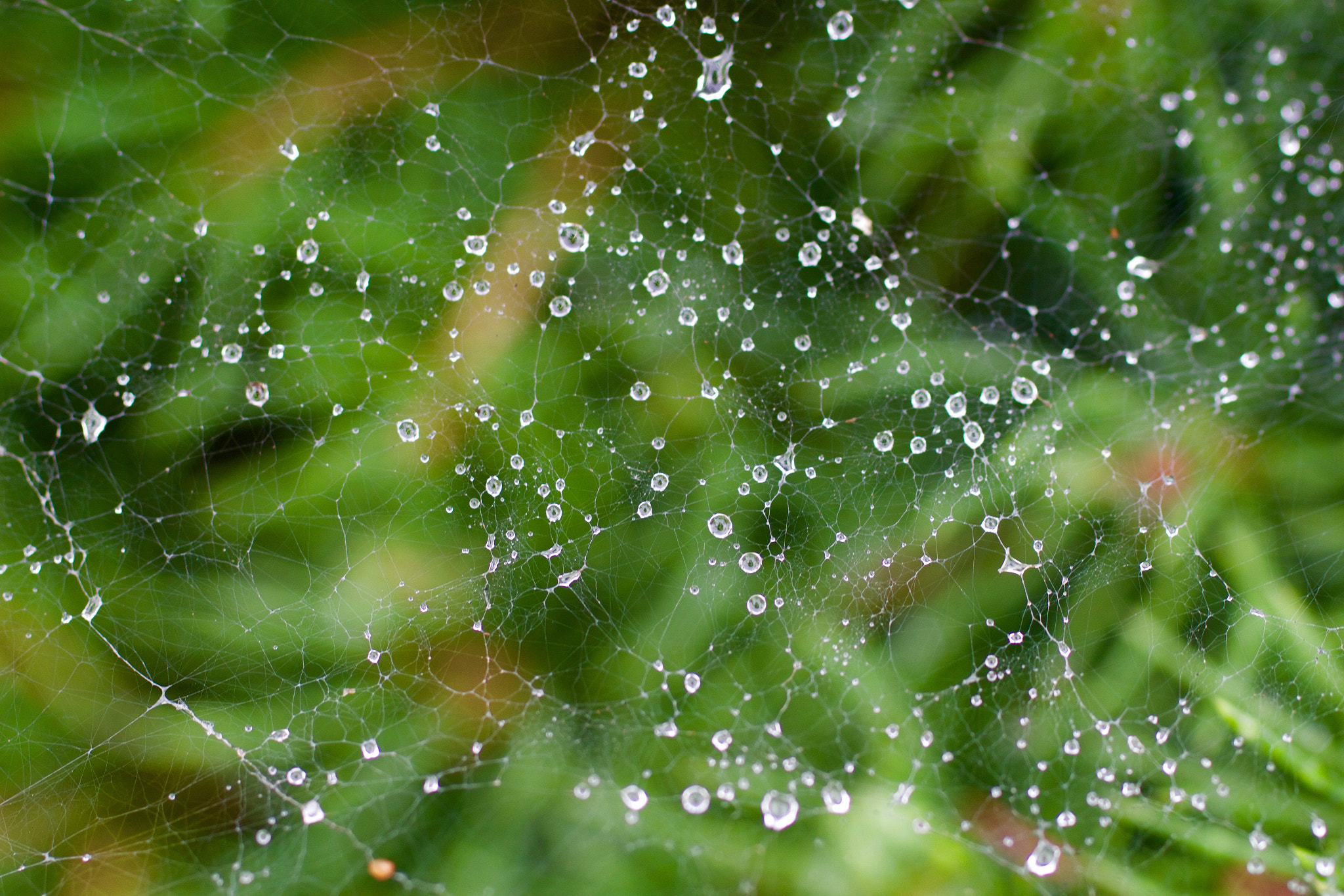 Canon EF 50mm F2.5 Macro sample photo. Drops on web photography