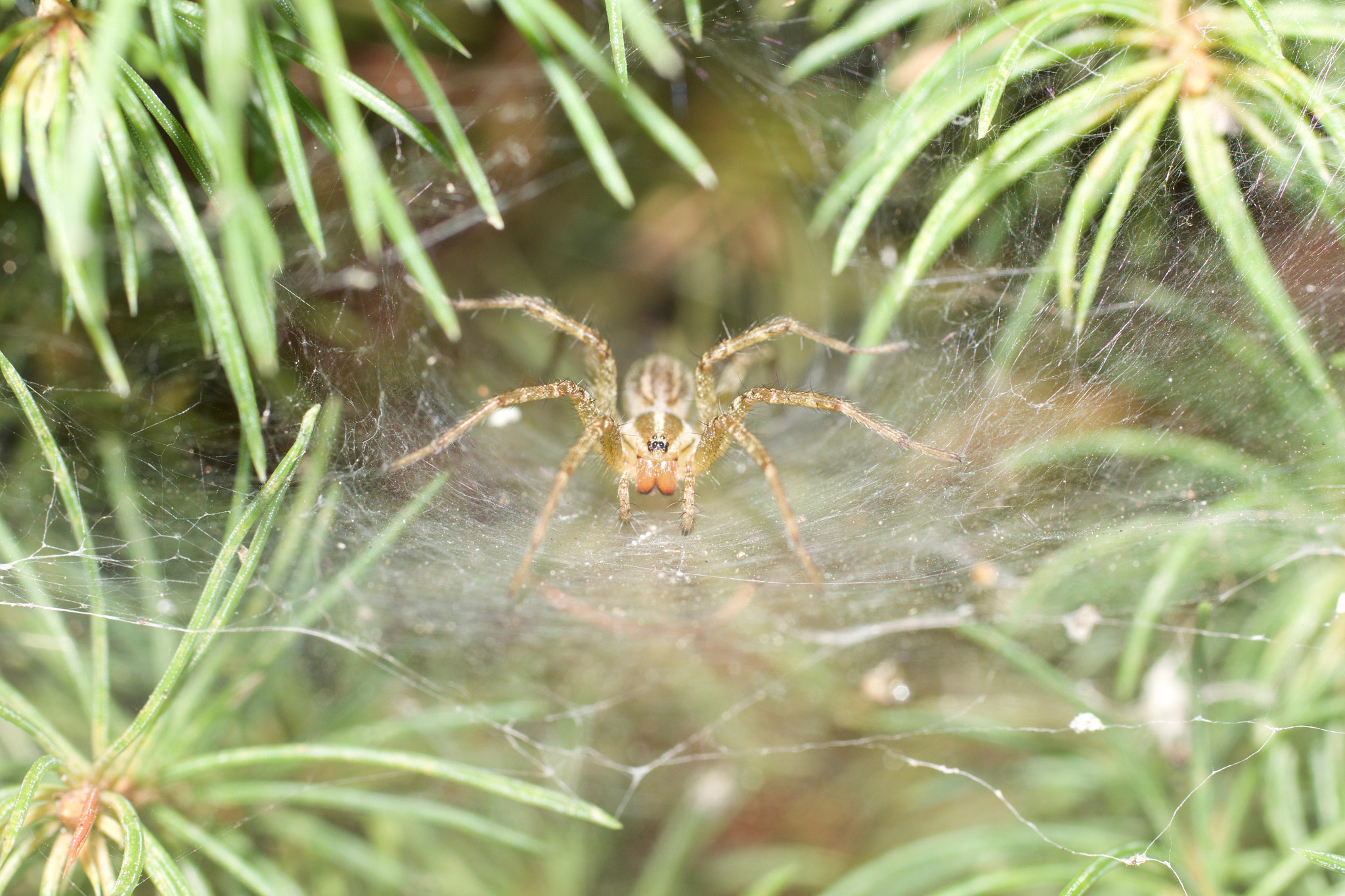 Canon EF 50mm F2.5 Macro sample photo. Spider in its home photography