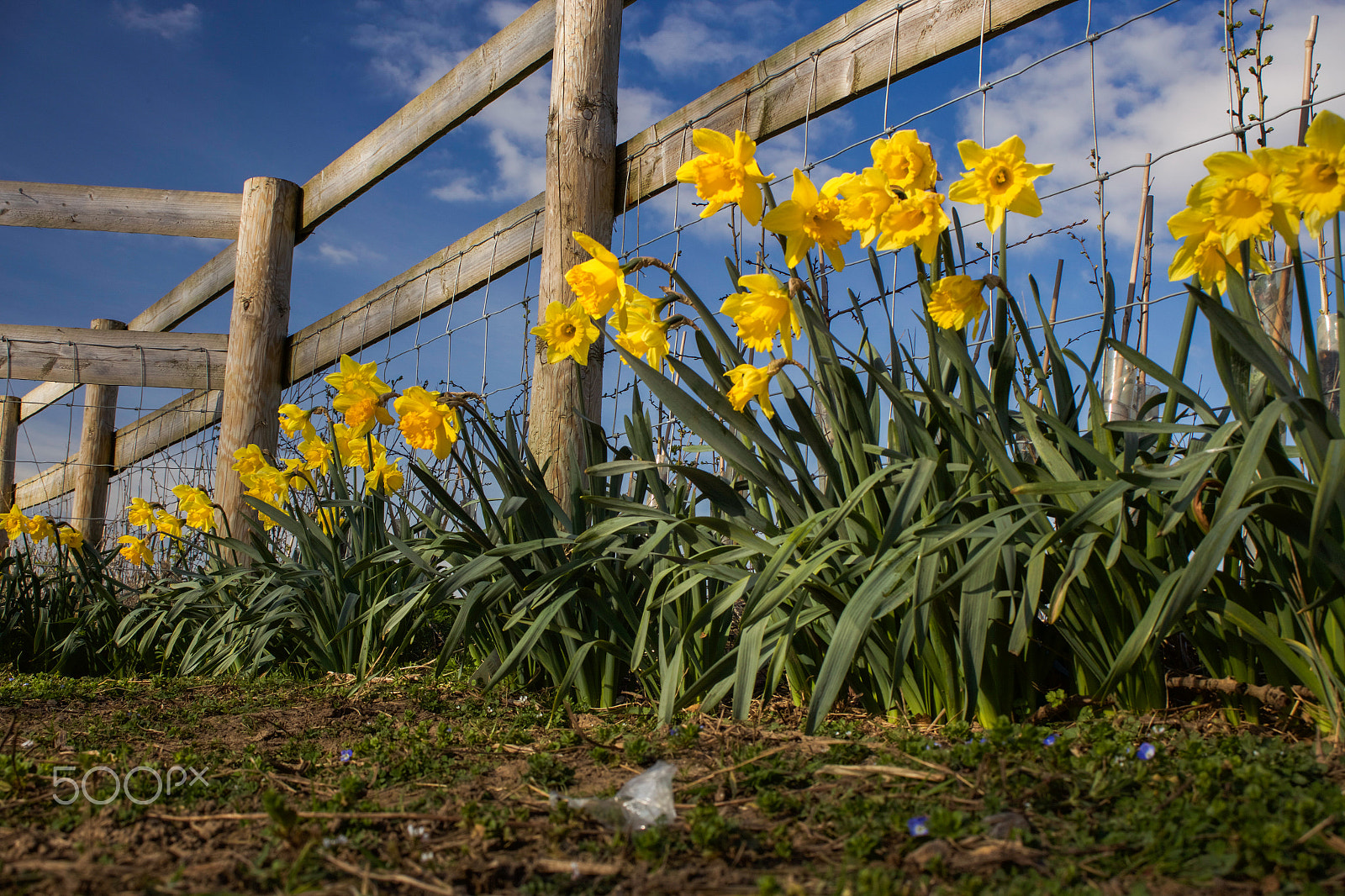 Canon EF 28-80mm f/3.5-5.6 sample photo. Daffodils on a summers day photography