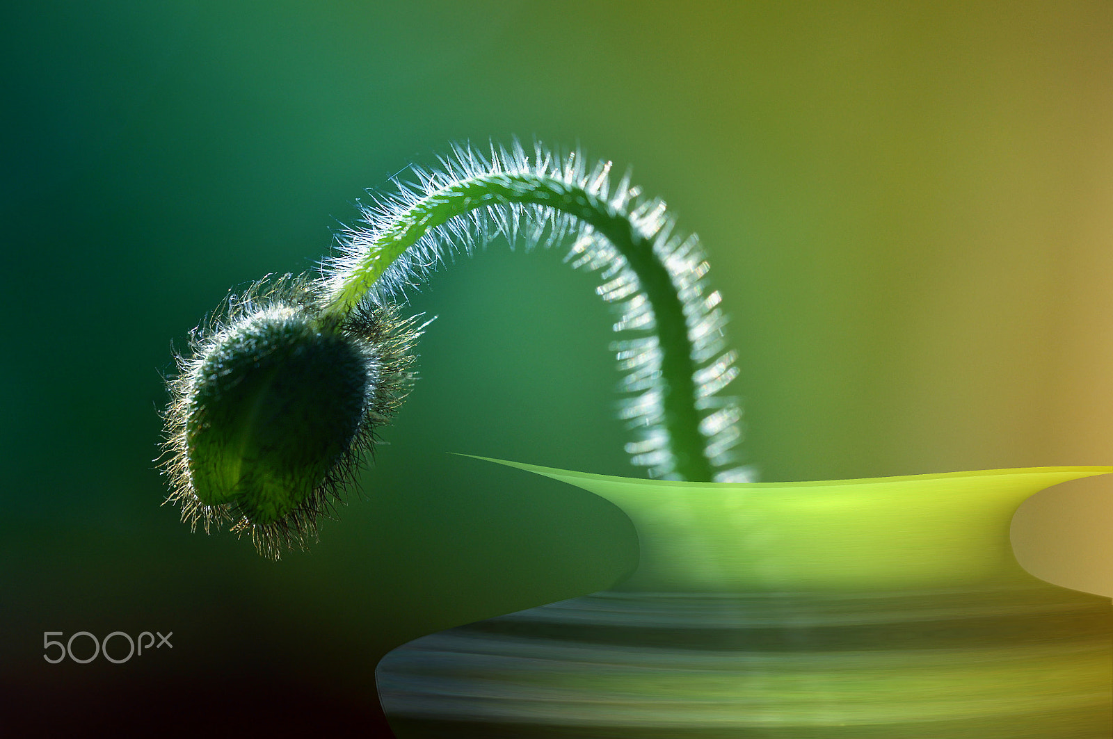 Sigma 150mm F2.8 EX DG OS Macro HSM sample photo. Full of verve photography