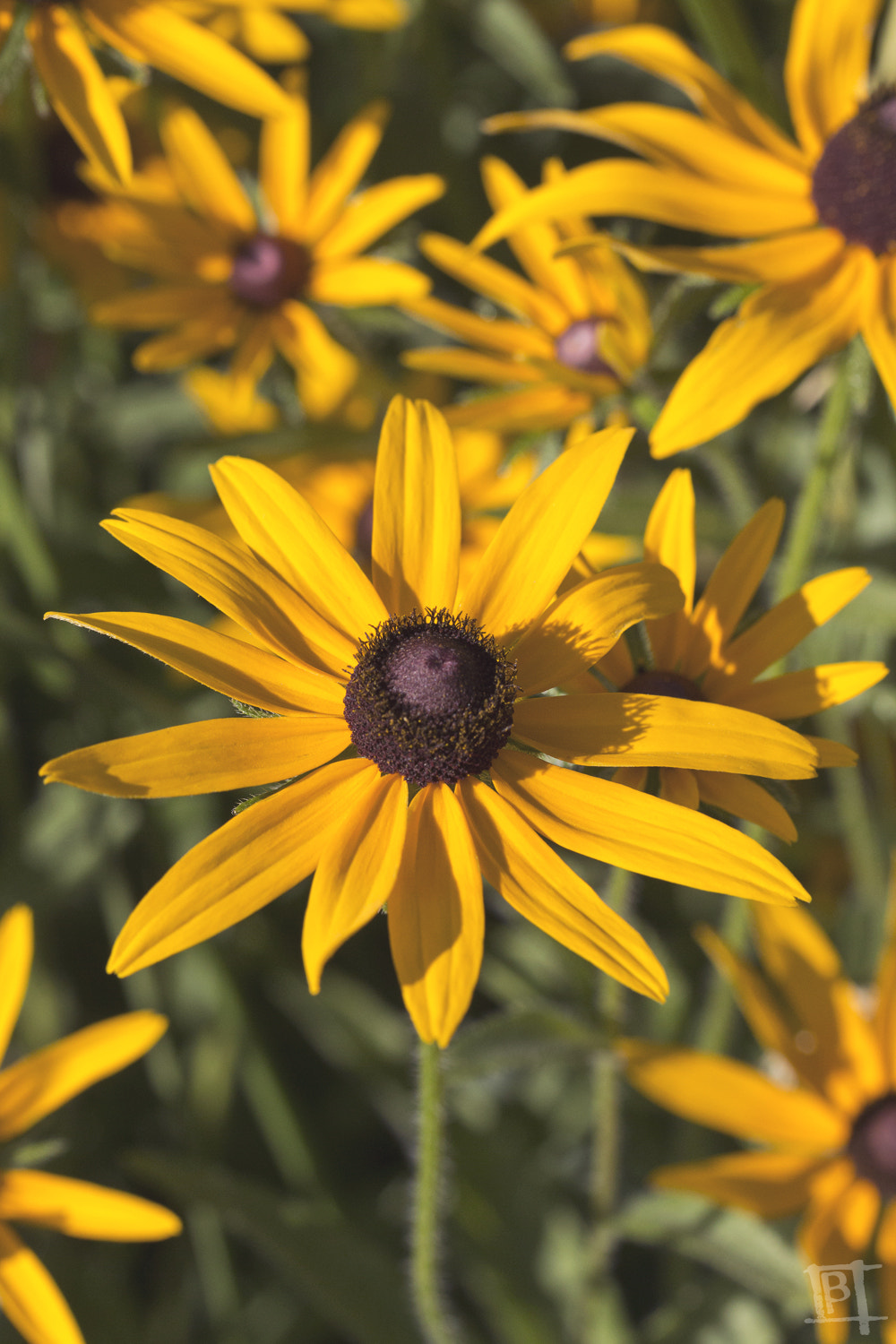 Canon EOS 70D + Tamron SP AF 60mm F2 Di II LD IF Macro sample photo. Minnesota summer 2016 photography