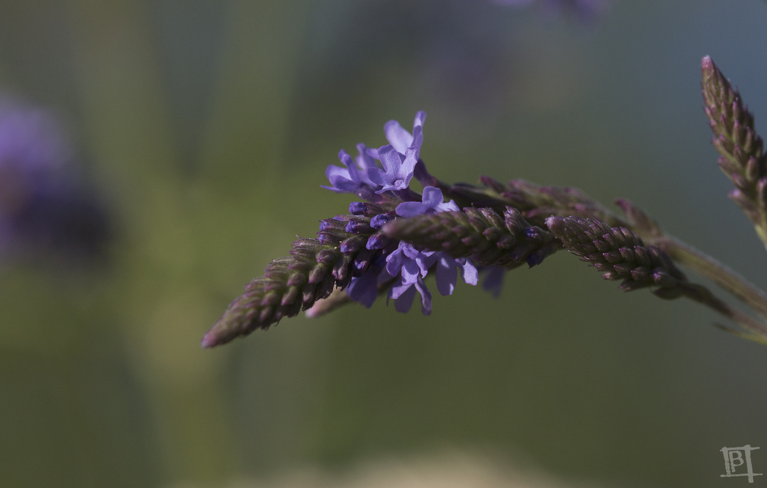 Tamron SP AF 60mm F2 Di II LD IF Macro sample photo. Web photography