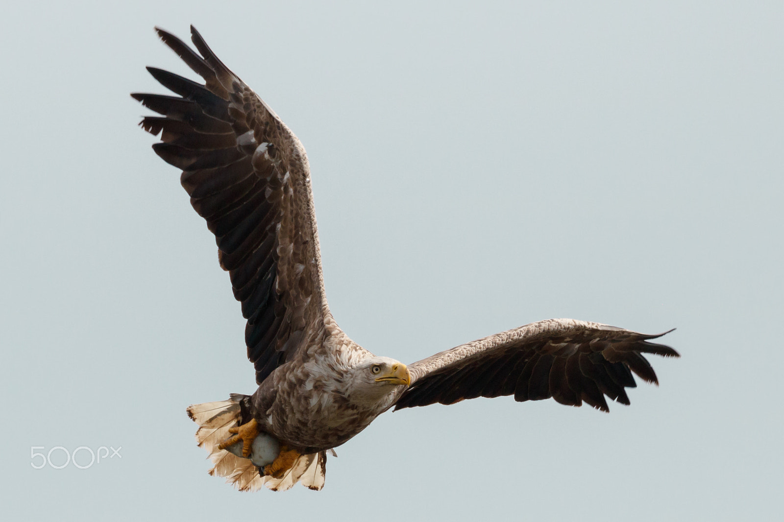 Canon EOS 750D (EOS Rebel T6i / EOS Kiss X8i) + Canon EF 100-400mm F4.5-5.6L IS II USM sample photo. White-tailed eagle with fish photography