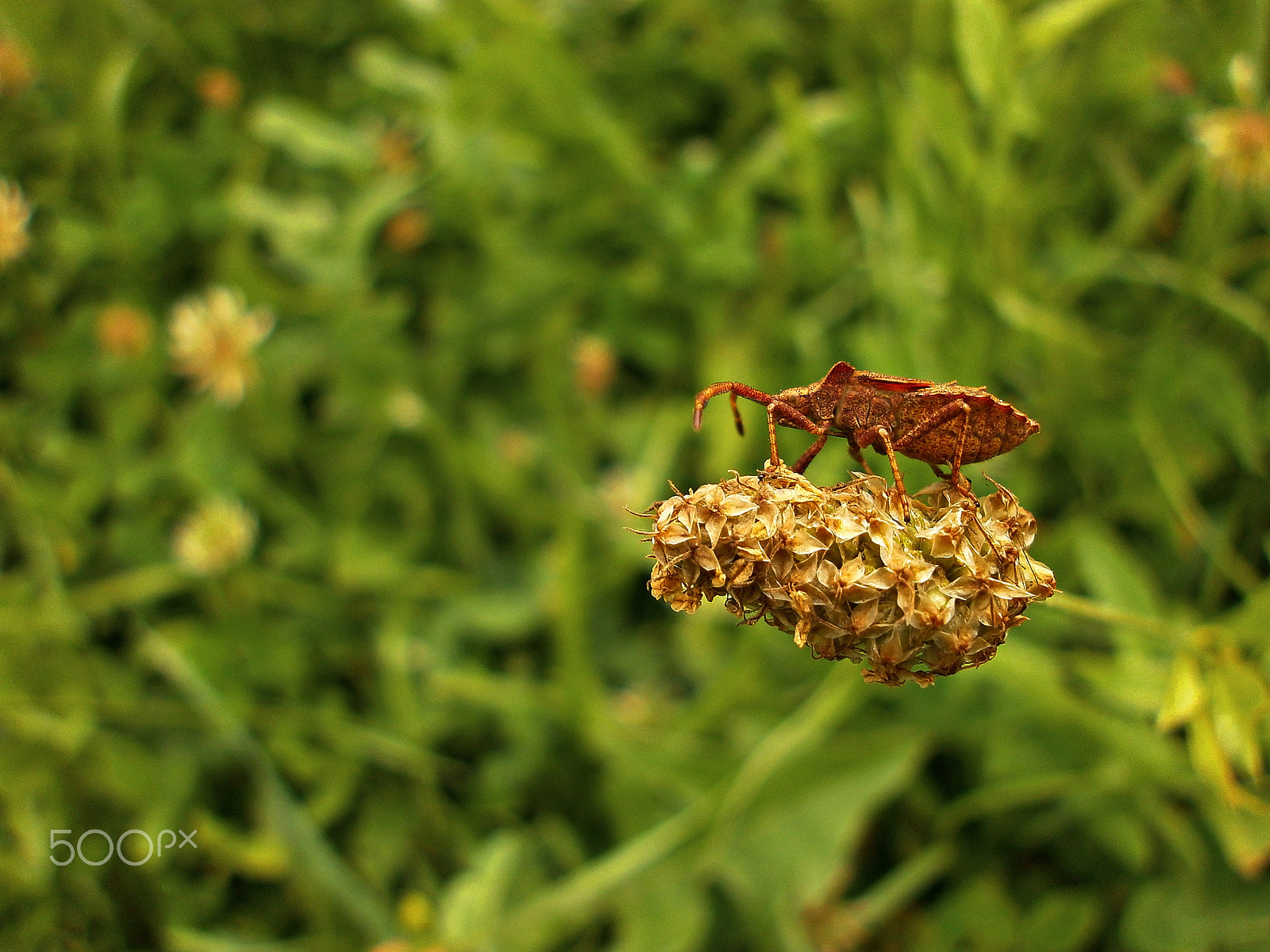 Olympus VG110,D700 sample photo. Bug photography