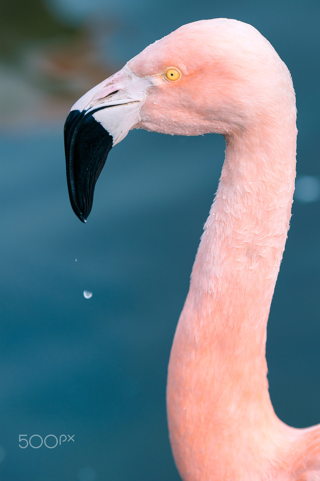 Tamron SP 70-200mm F2.8 Di VC USD sample photo. Flamingo photography